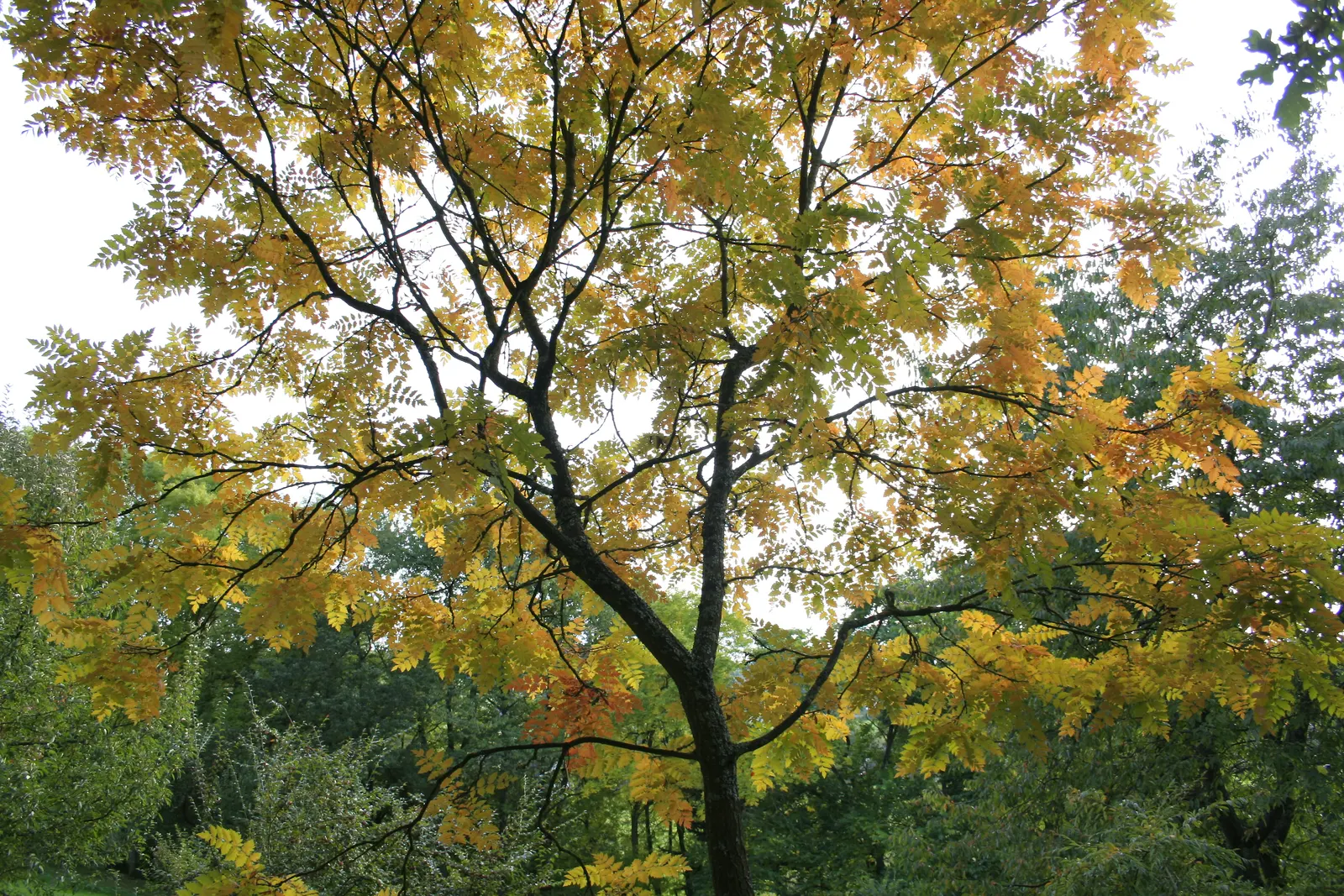Goldenrain Tree (Koelreuteria Paniculata) — while multiple trees can be used for creating avenues or borders within larger spaces; tree for full