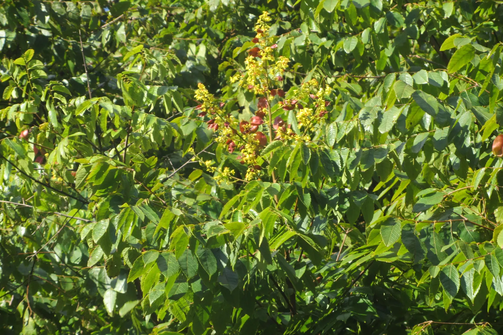 Goldenrain Tree (Koelreuteria Paniculata) — It thrives in full sun, adapts to various soils, and boasts moderate drought tolerance; consider its, image 51