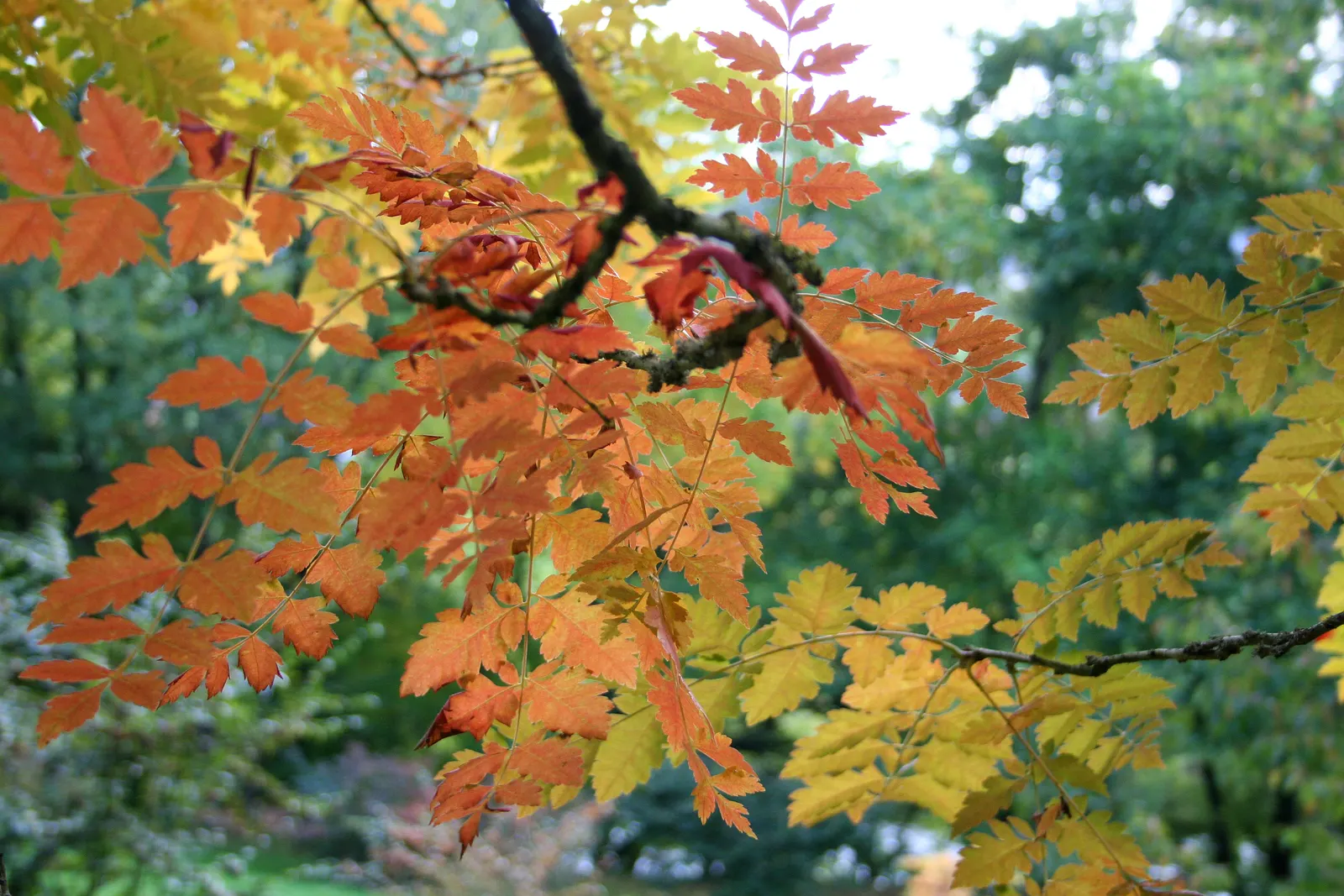 Goldenrain Tree (Koelreuteria Paniculata) — yellow flowers in the garden; it reaches a mature height of approximately 30 to 40 feet with a spread of 30 to 35