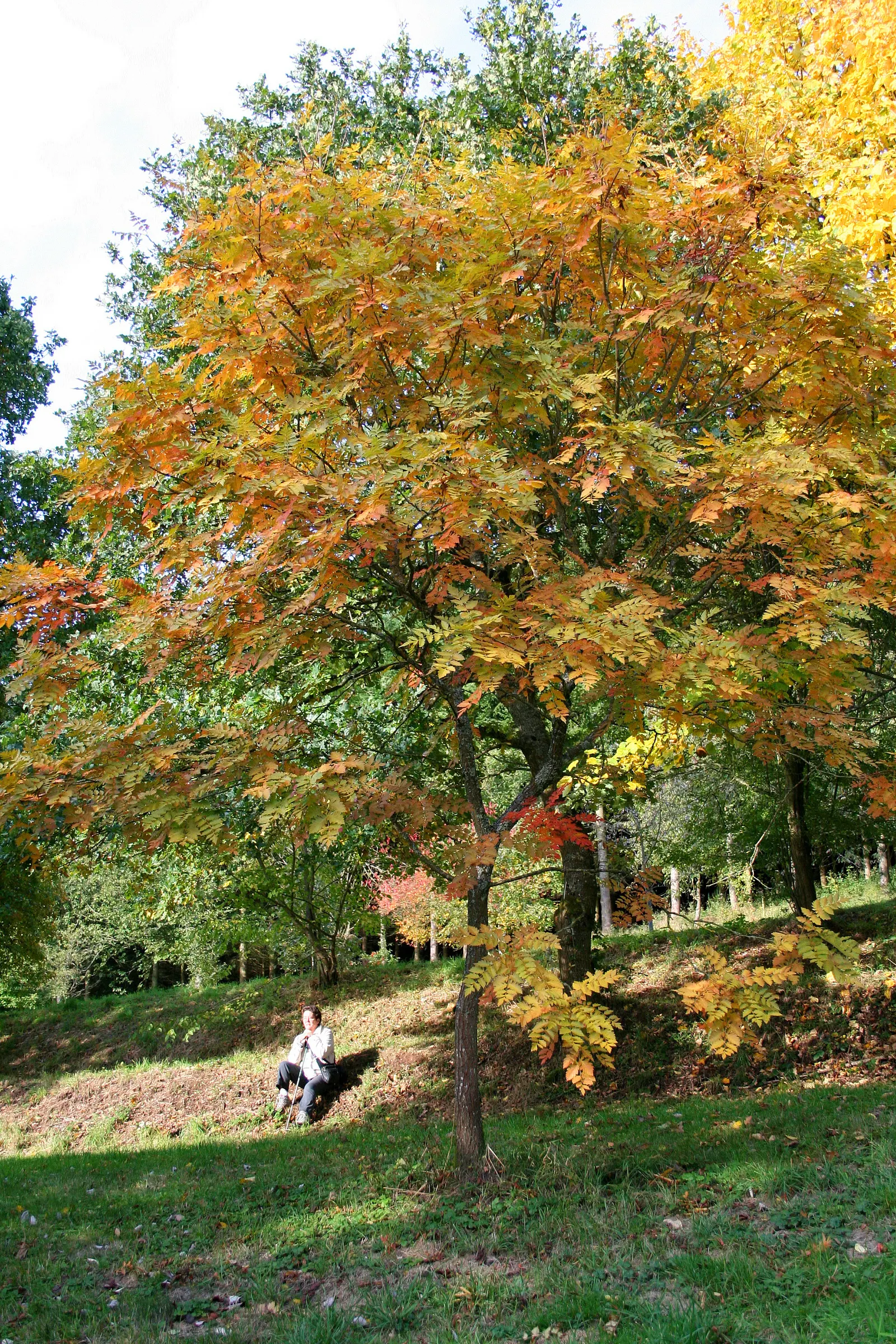 Goldenrain Tree (Koelreuteria Paniculata) — Celebrated for its mid-summer blooms of vibrant yellow clusters; it's a captivating choice for bold, image 49