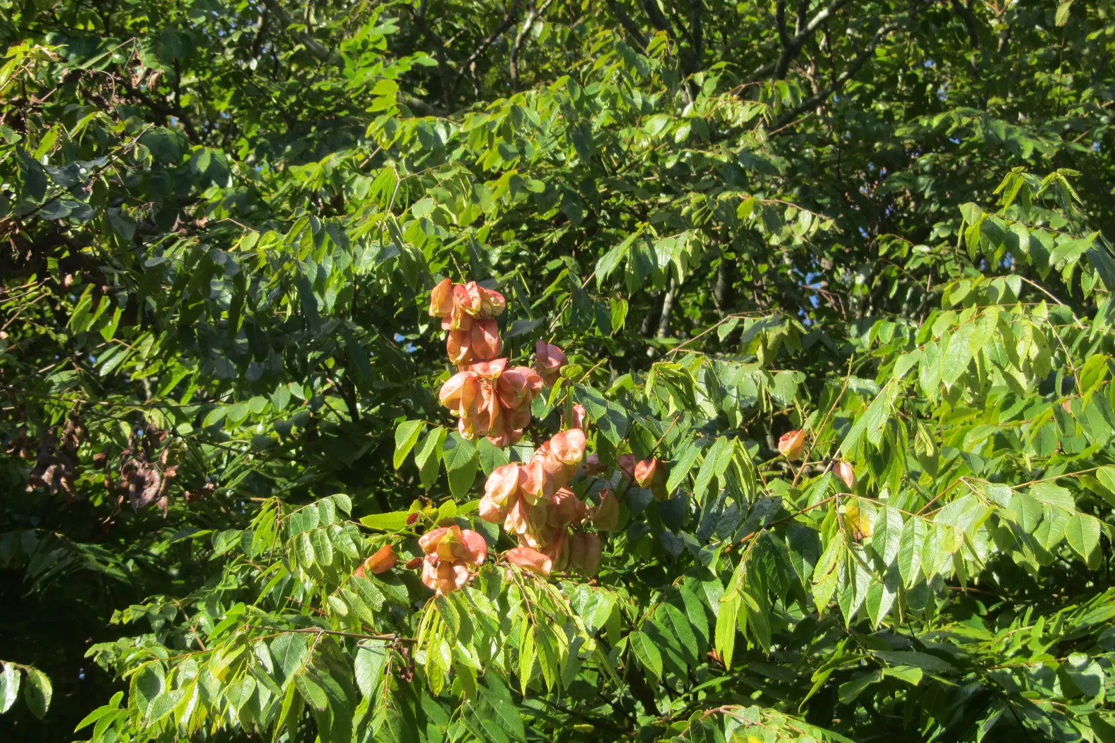 Goldenrain Tree (Koelreuteria Paniculata) — celebrated for both its vibrant display of yellow flowers and its decorative; efficient in urban, image 54