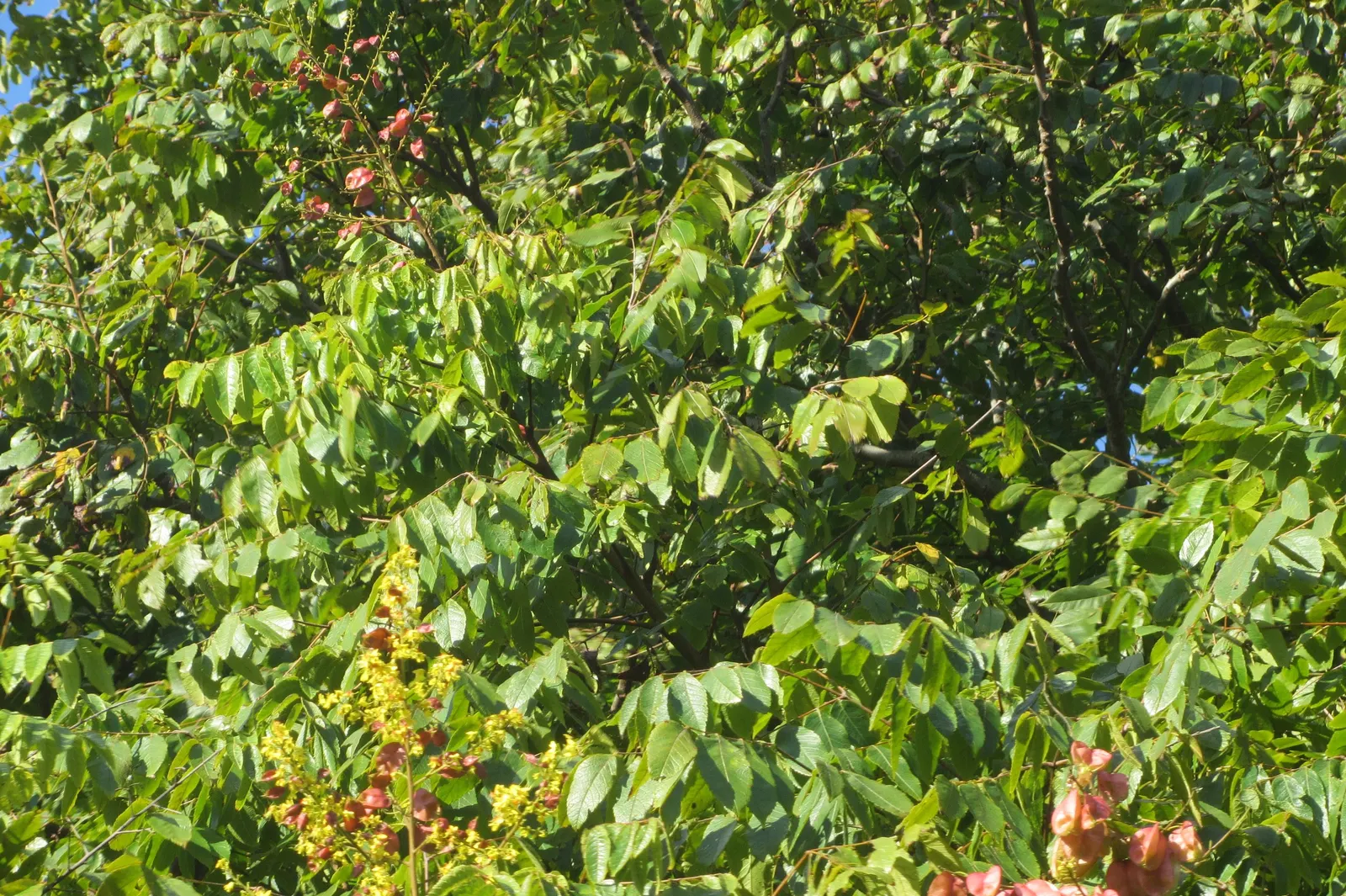 Goldenrain Tree (Koelreuteria Paniculata) — tree for full; while multiple trees can be used for creating avenues or borders within larger spaces