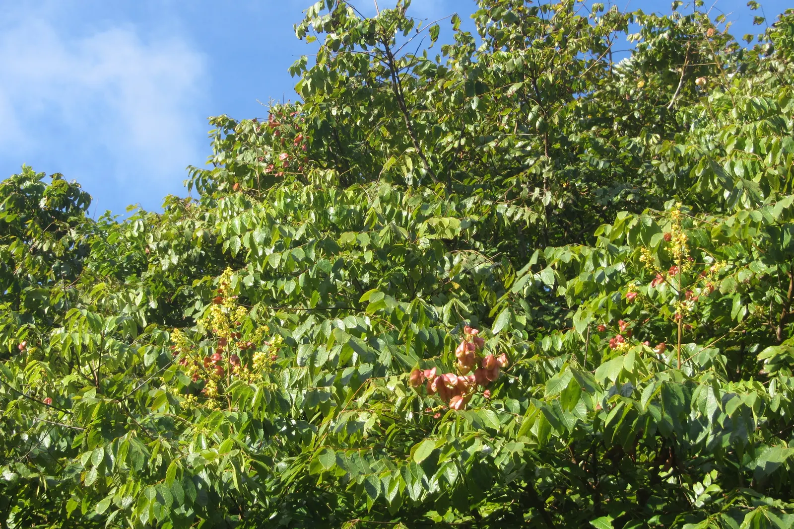 Goldenrain Tree (Koelreuteria Paniculata) — this specimen provides autumn spectacle with pinkish-red seed pods; resembling a golden rain - hence, image 50