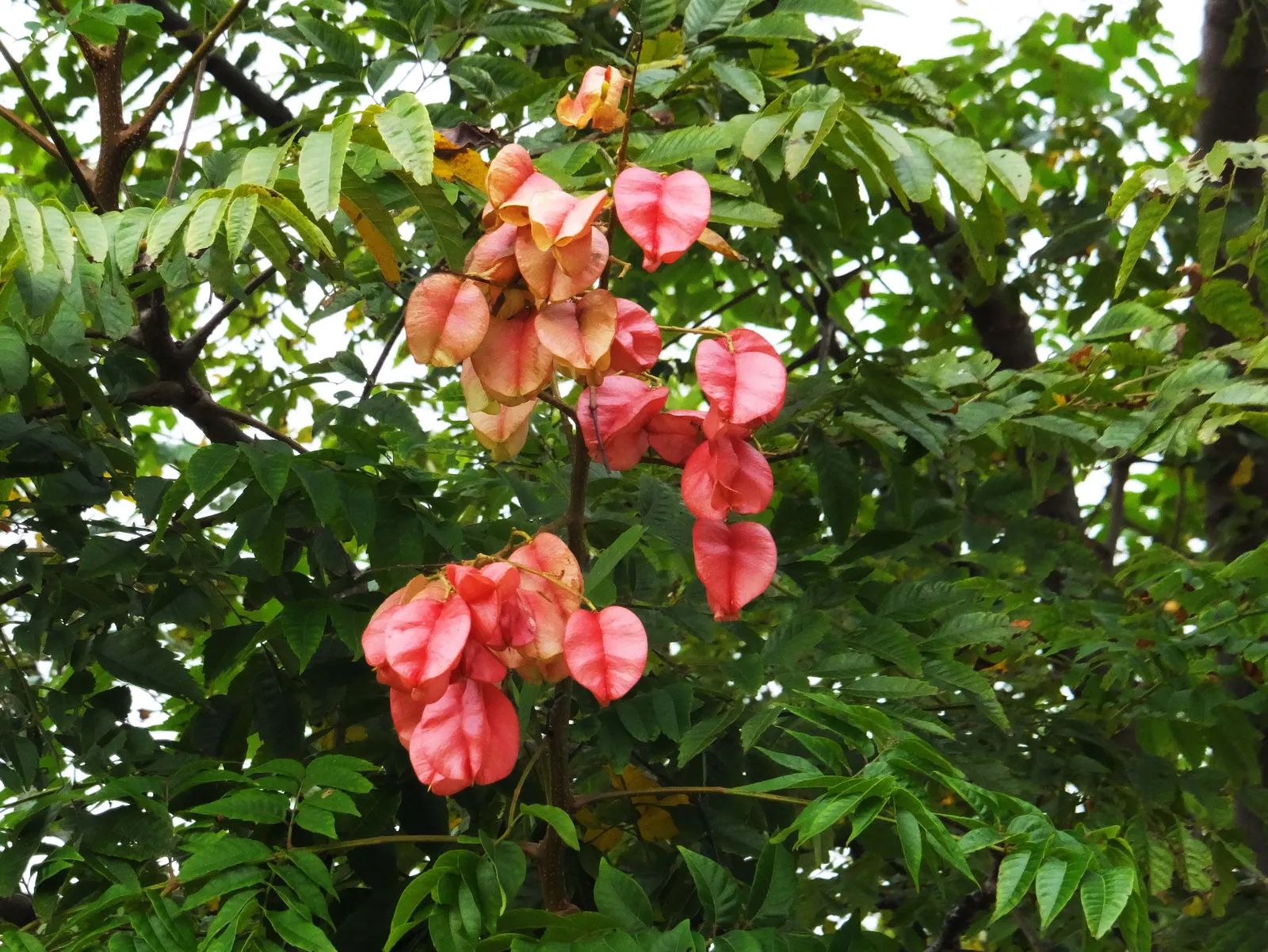 Goldenrain Tree (Koelreuteria Paniculata) — consider its moderate growth rate and potential for self-seeding; it thrives in full sun, adapts to various soils