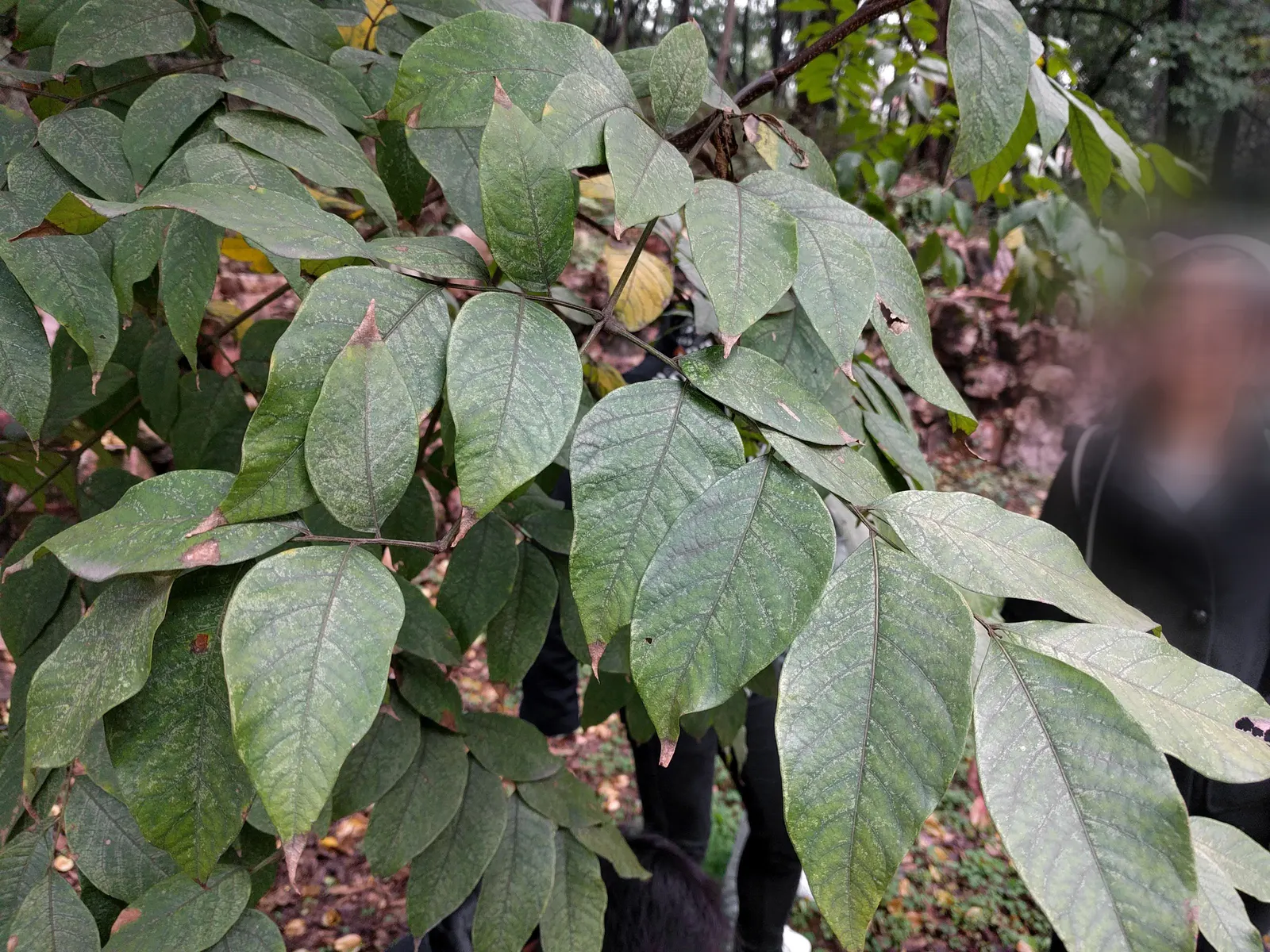 Goldenrain Tree (Koelreuteria Paniculata) — It reaches a mature height of approximately 30 to 40 feet with a spread of 30 to 35 feet; yellow, image 55