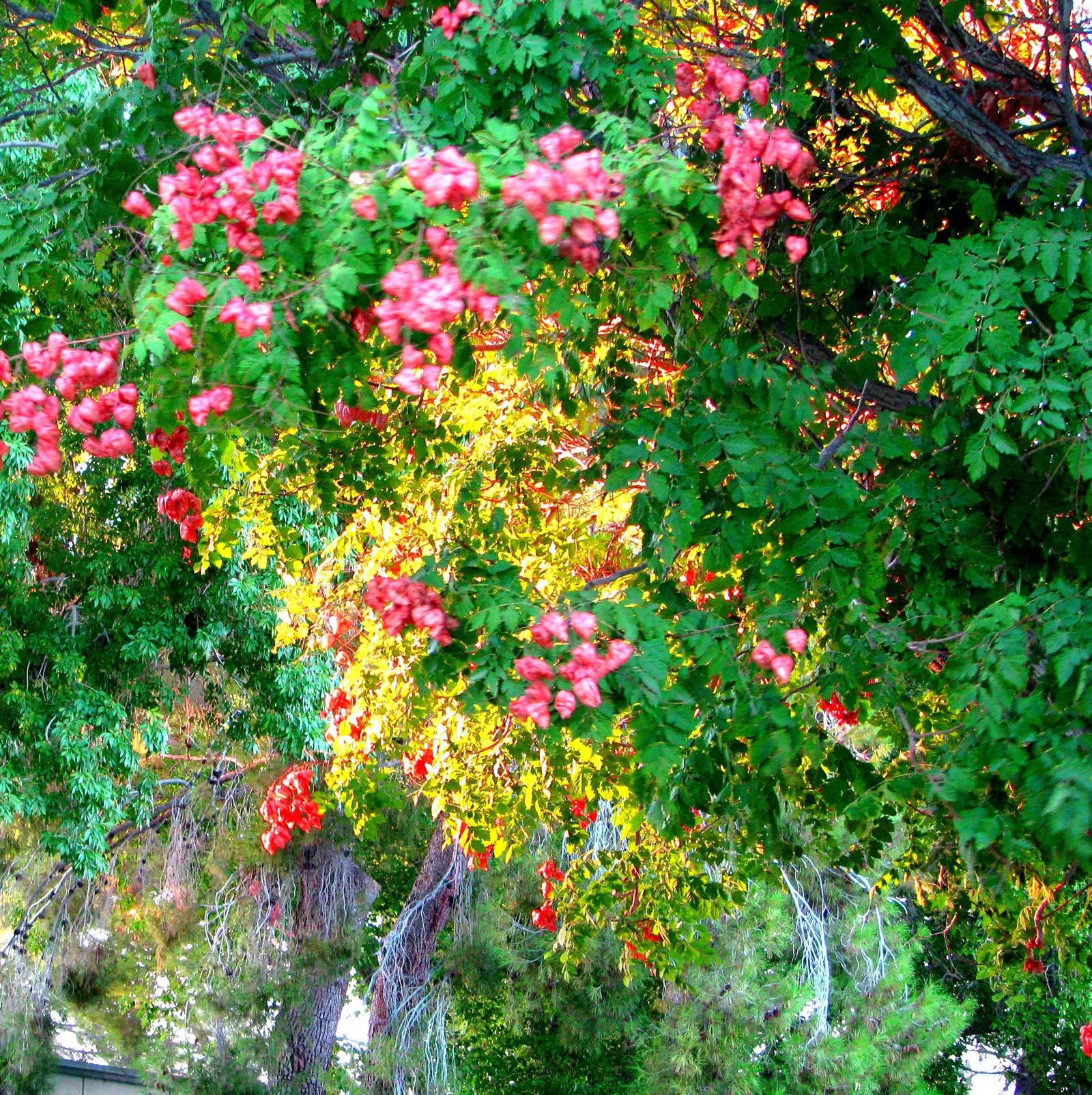 Goldenrain Tree (Koelreuteria Paniculata) — tree with yellow blooms; while adaptable to various pH levels, it prefers a slightly acidic to neutral ground