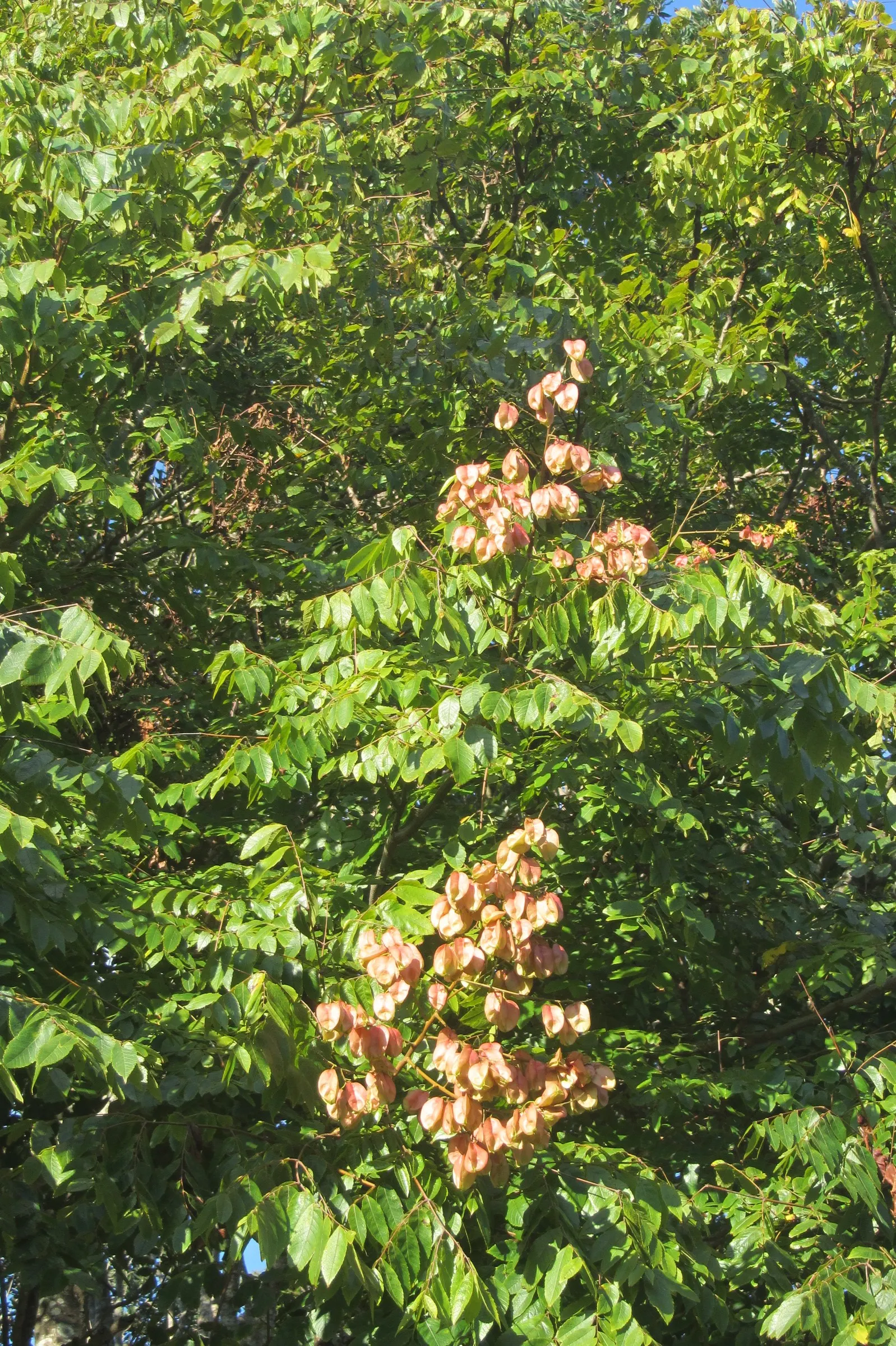 Goldenrain Tree (Koelreuteria Paniculata) — The Goldenrain Tree (Koelreuteria paniculata) is a visually striking; creating a rounded or vase-like, image 53