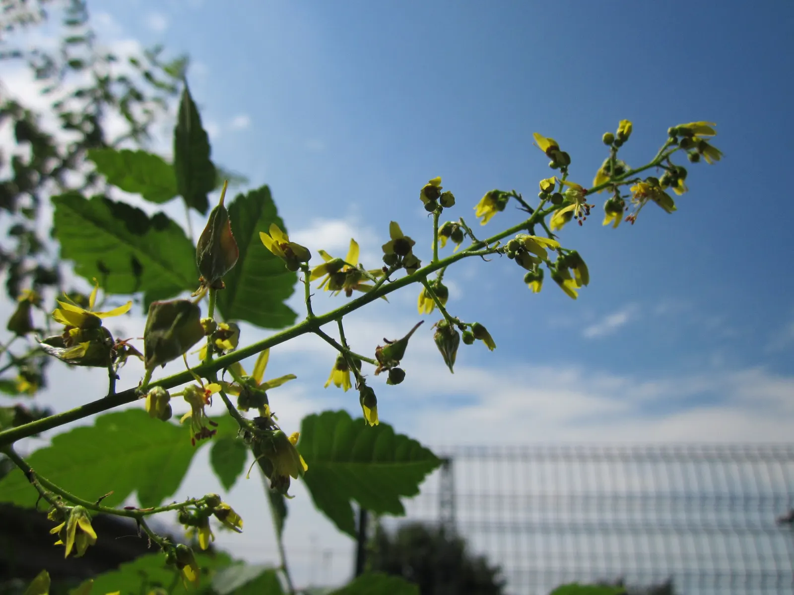 Goldenrain Tree (Koelreuteria Paniculata) — while multiple trees can be used for creating avenues or borders within larger spaces