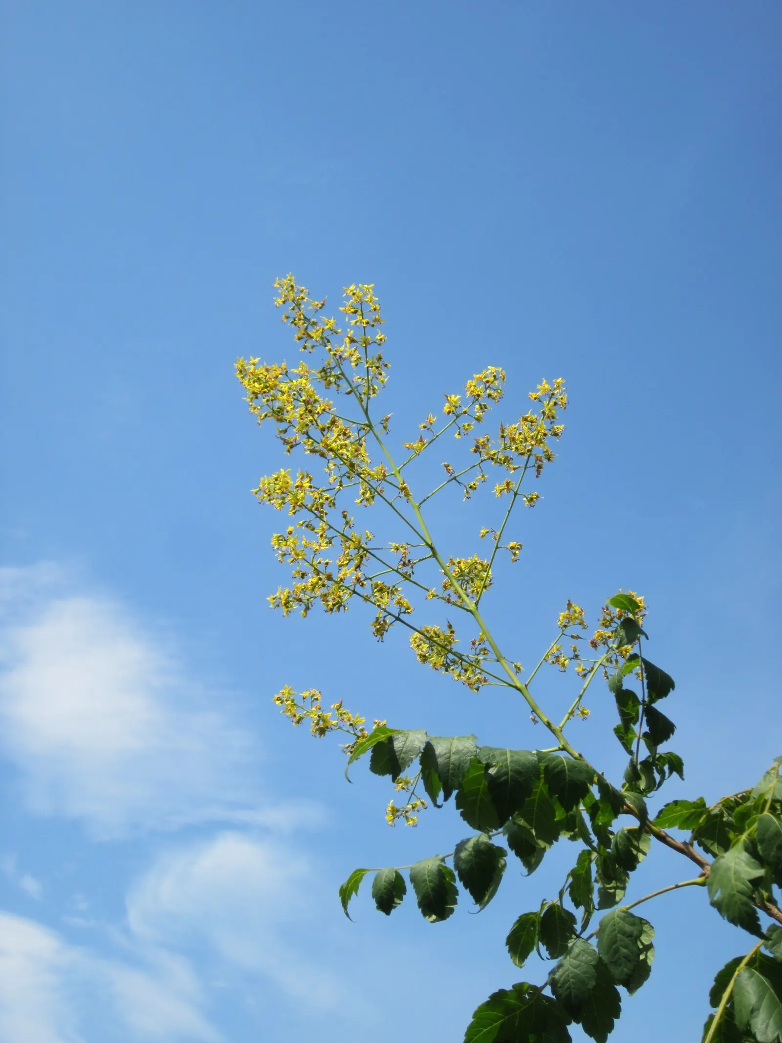 Goldenrain Tree (Koelreuteria Paniculata) — A single specimen makes an enchanting focal point