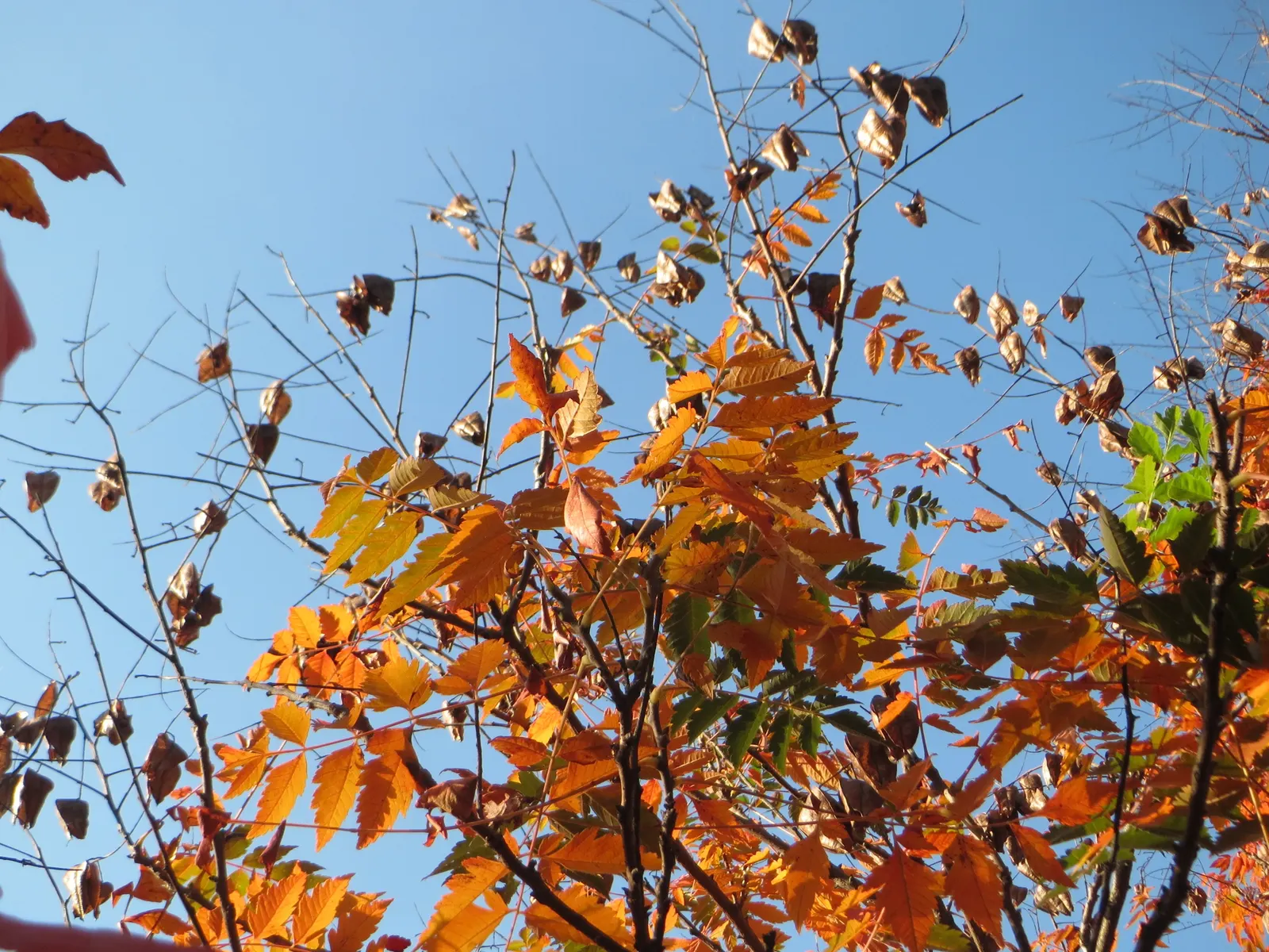 Goldenrain Tree (Koelreuteria Paniculata) — Celebrated for its mid-summer blooms of vibrant yellow clusters; it's a captivating choice for bold visual interest