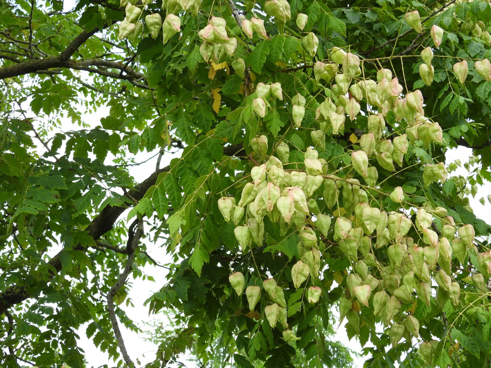 Goldenrain Tree (Koelreuteria Paniculata) — yellow flowers up to 12 to 15 inches long adorn the canopy
