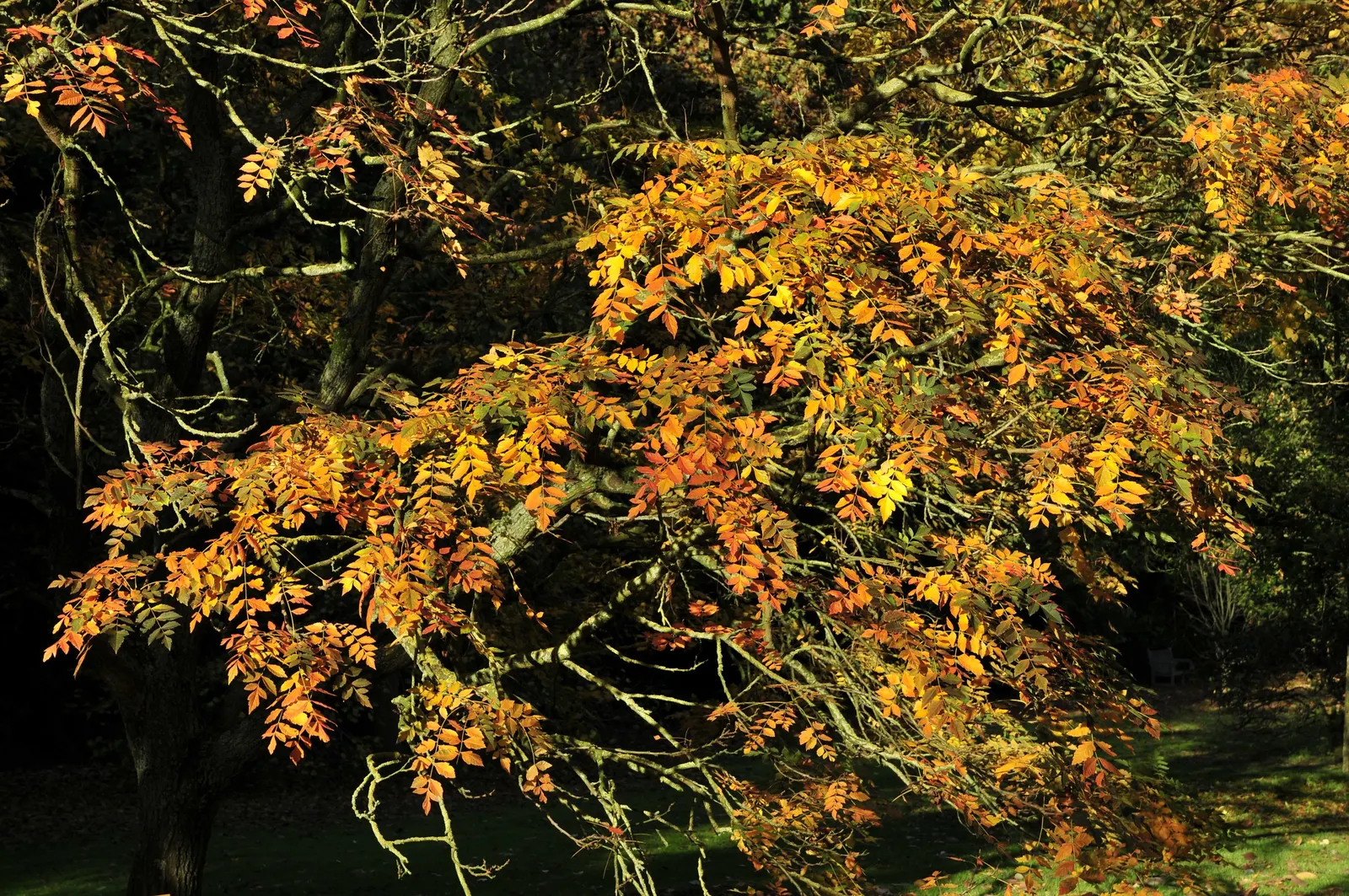 Goldenrain Tree (Koelreuteria Paniculata) — making it an excellent choice for city landscapes.<br><br>When designing a space with this species