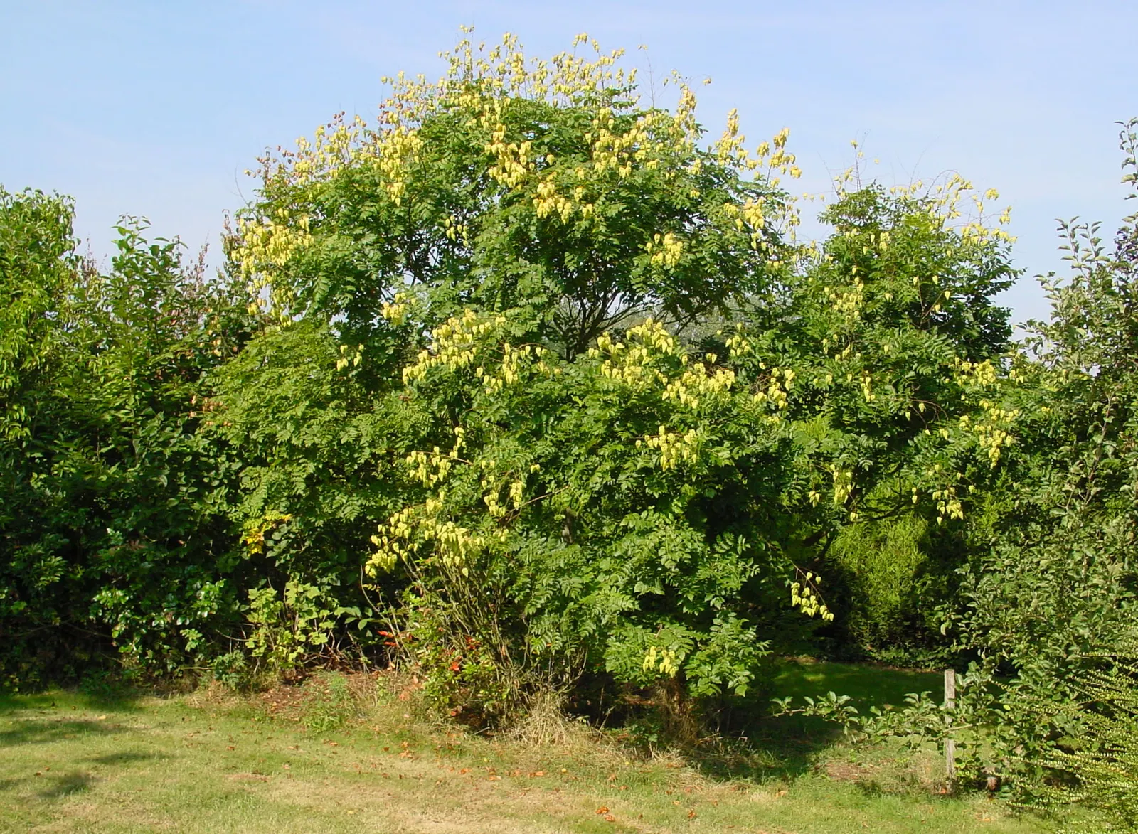 Goldenrain Tree (Koelreuteria Paniculata) — the flowers give way to papery fruit capsules measuring 1 to 2 inches