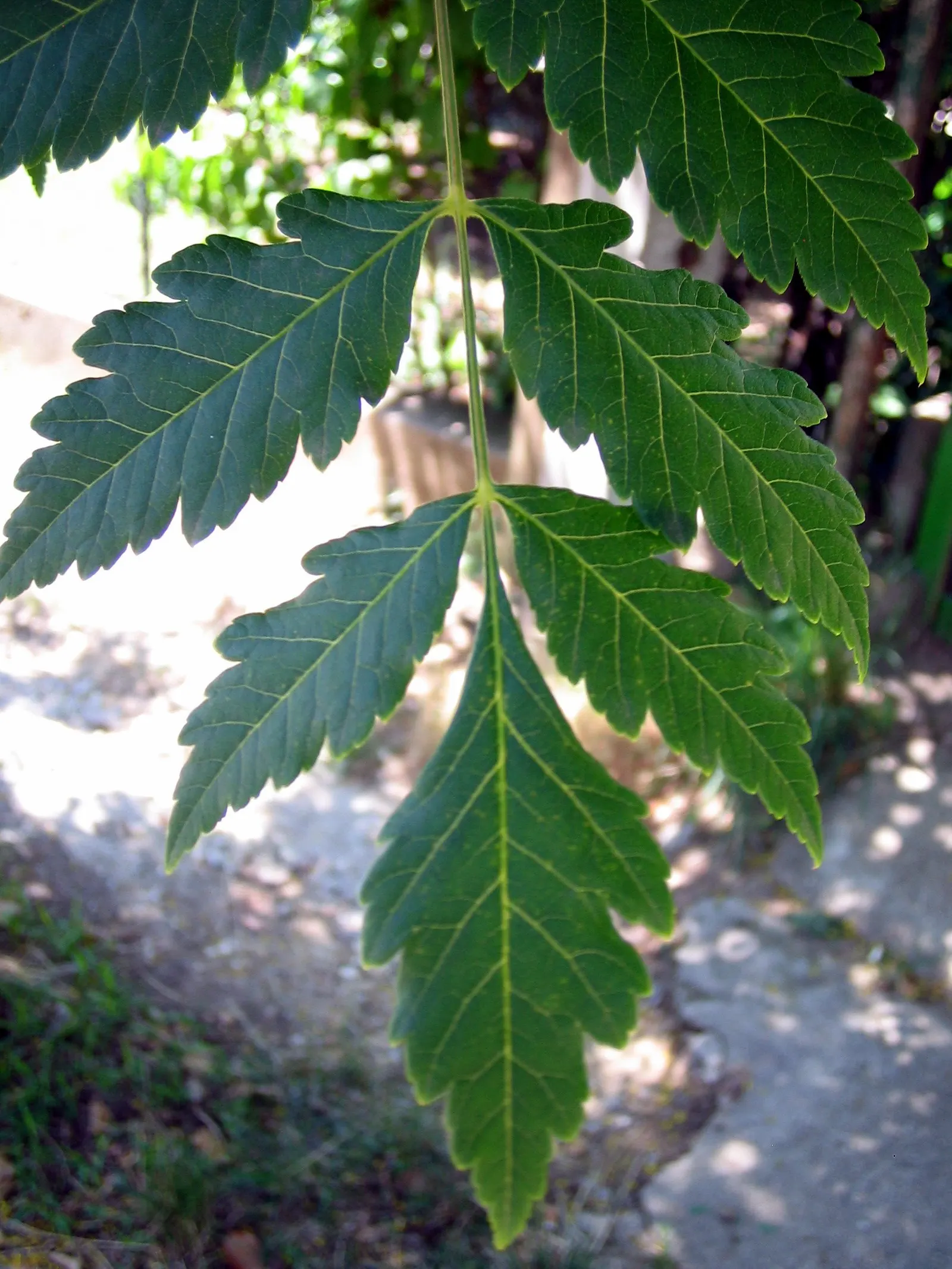 Goldenrain Tree (Koelreuteria Paniculata) — This species is hardy in USDA Zones 5 through 9