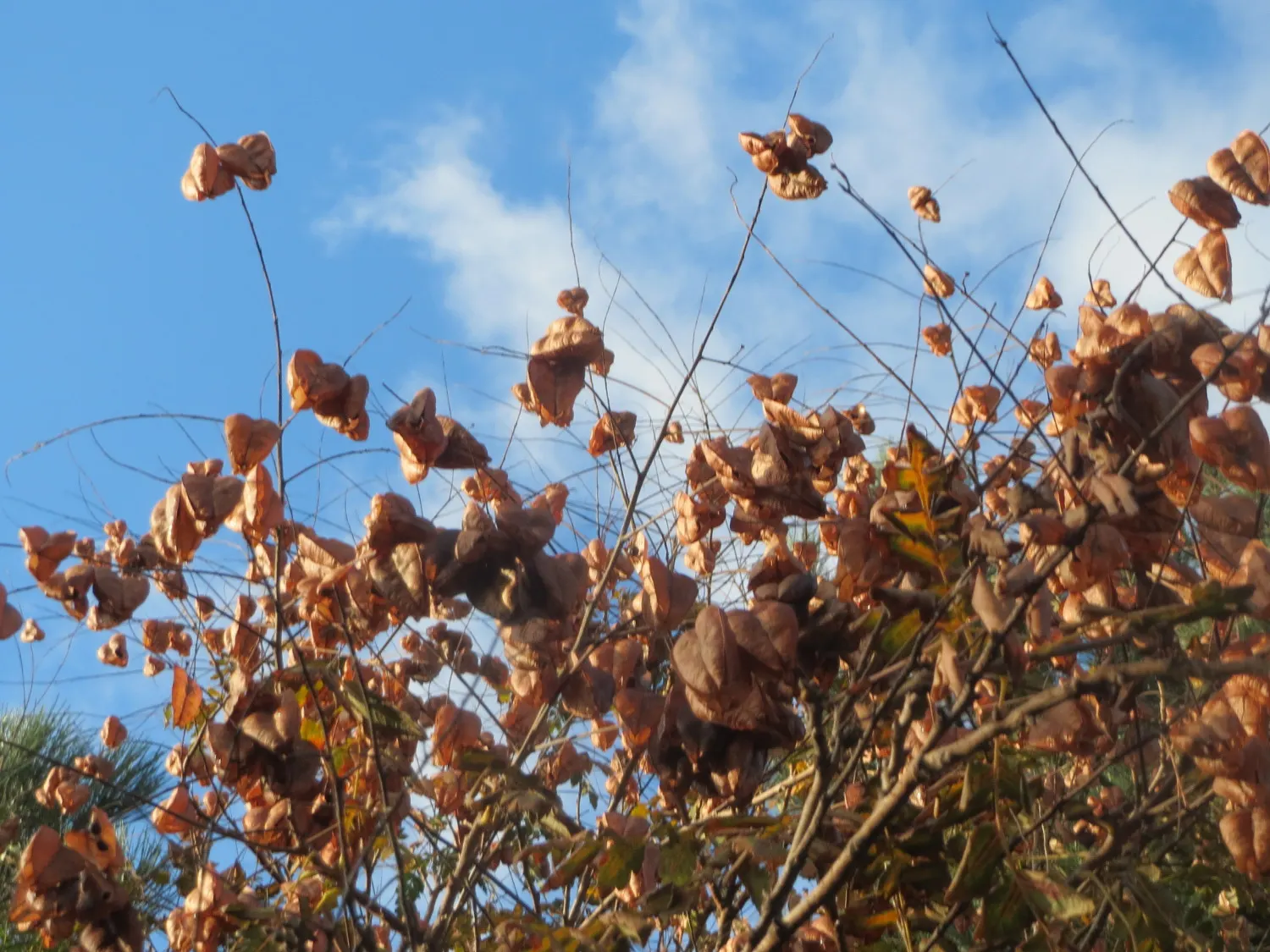 Goldenrain Tree (Koelreuteria Paniculata) — this specimen provides autumn spectacle with pinkish-red seed pods; resembling a golden rain - hence the tree's