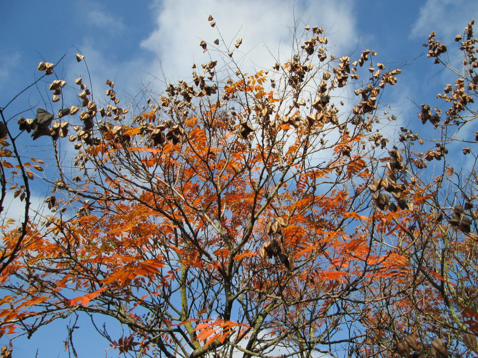 Goldenrain Tree (Koelreuteria Paniculata) — The Goldenrain Tree (Koelreuteria paniculata) is a visually striking; creating a rounded or vase-like canopy that