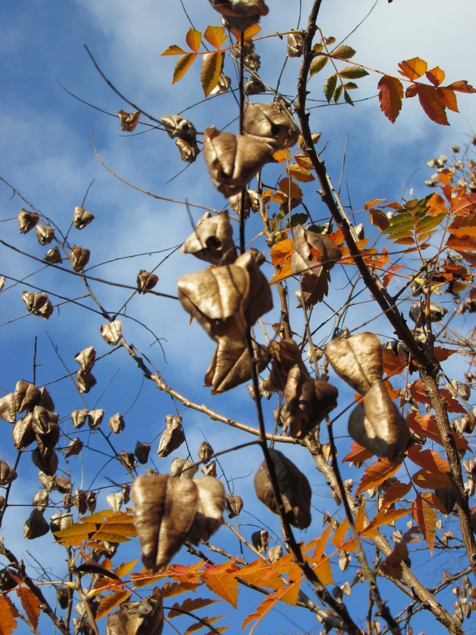 Goldenrain Tree (Koelreuteria Paniculata) — tree for full