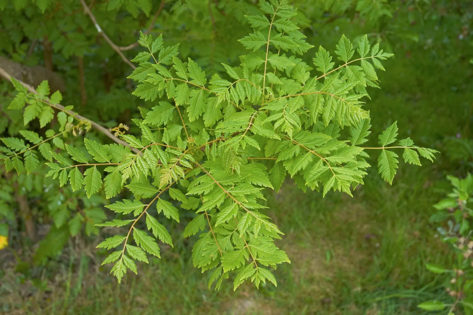 Goldenrain Tree (Koelreuteria Paniculata) — creating a rounded or vase-like canopy that casts a dappled shade