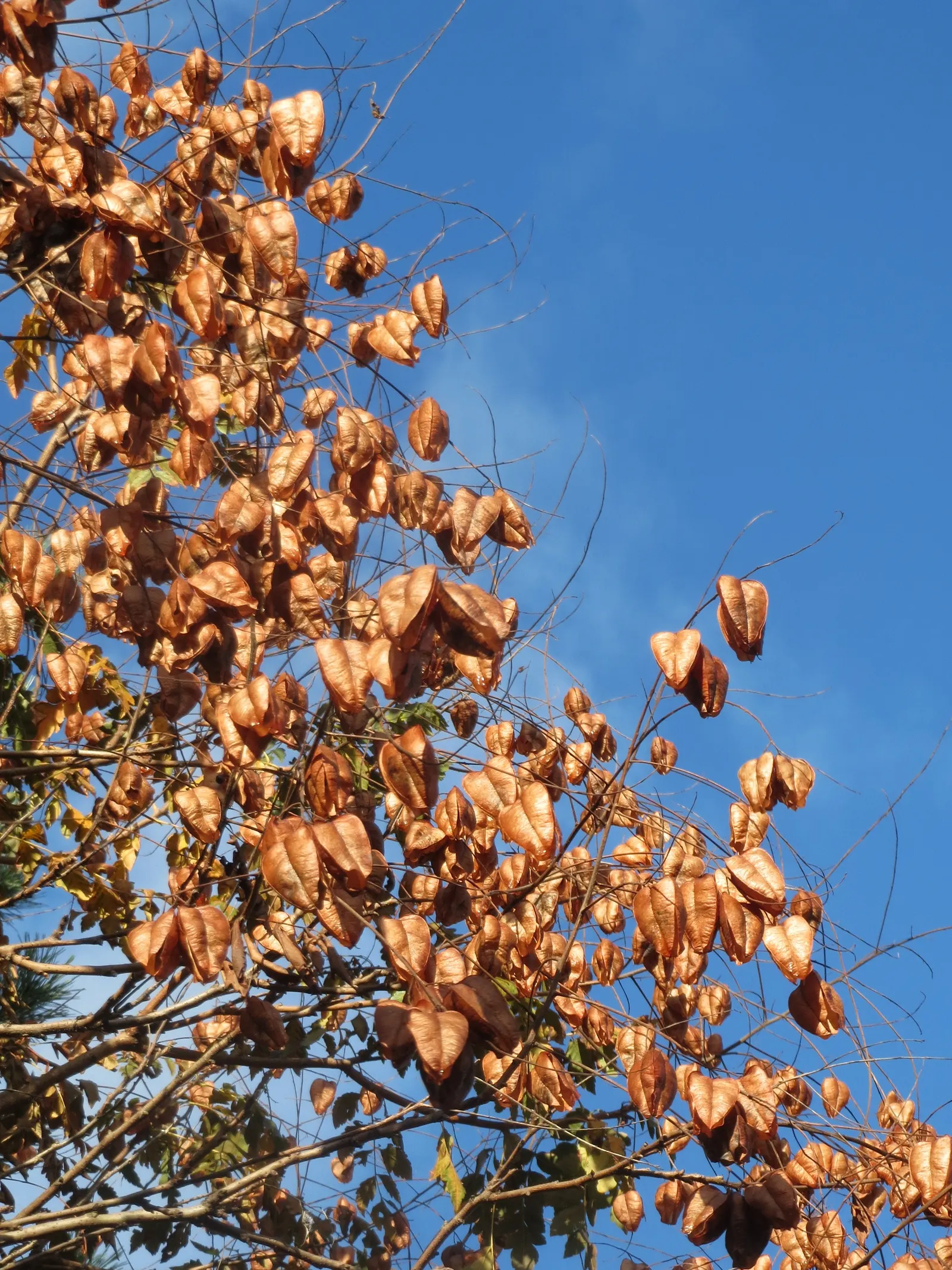 Goldenrain Tree (Koelreuteria Paniculata) — It thrives in full sun, adapts to various soils, and boasts moderate drought tolerance; consider its moderate
