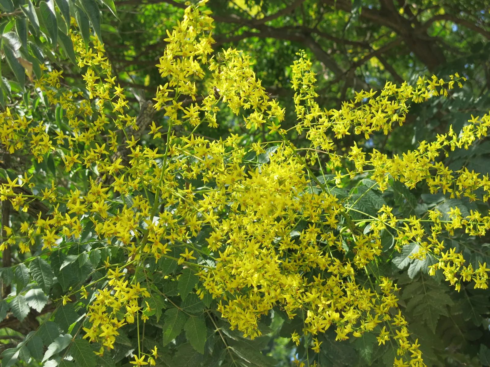 Goldenrain Tree (Koelreuteria Paniculata) — it's a captivating choice for bold visual interest in temperate landscapes