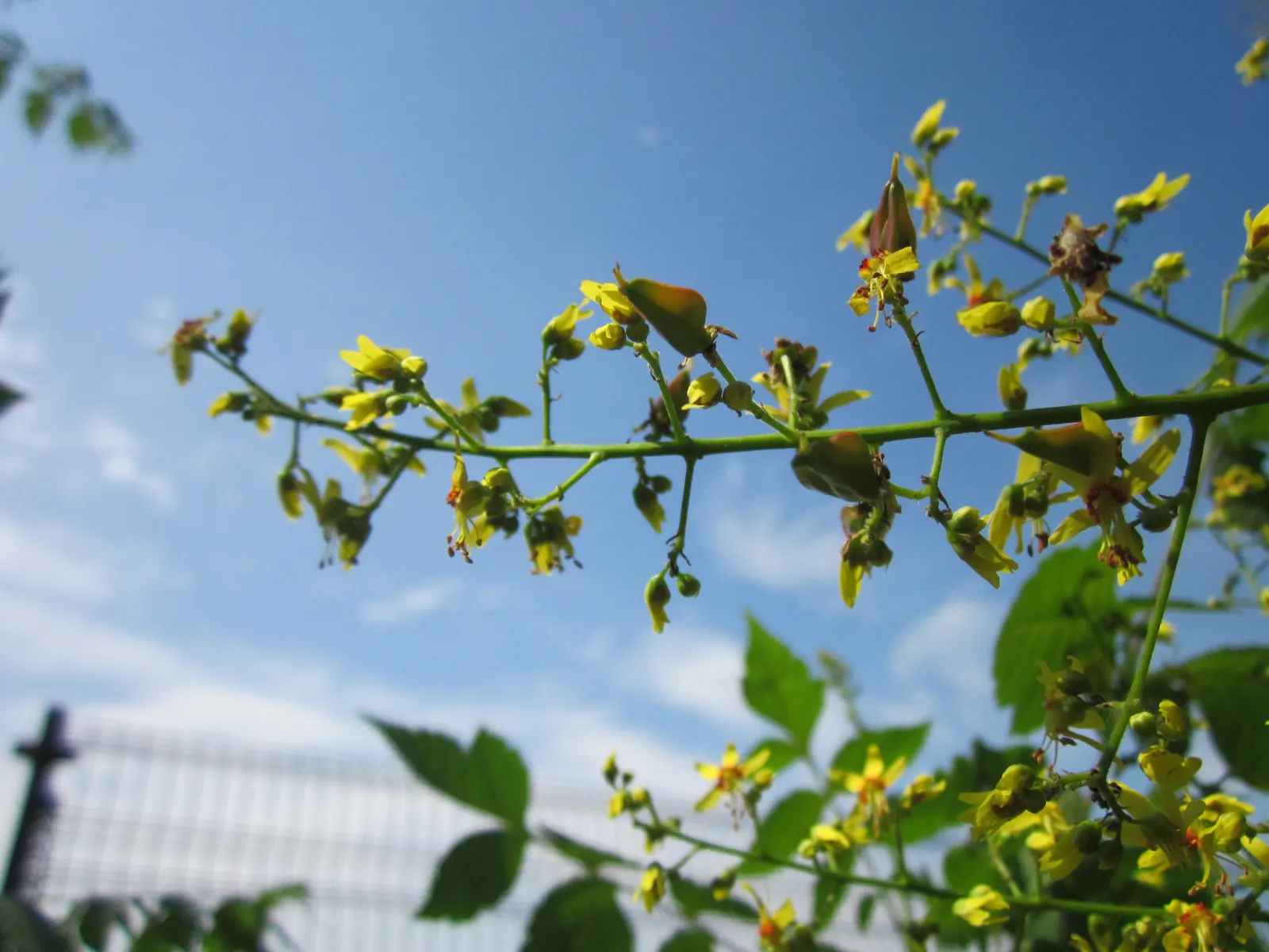 Goldenrain Tree (Koelreuteria Paniculata) — Regular pruning may be necessary to maintain desired shape and manage any volunteer seedlings