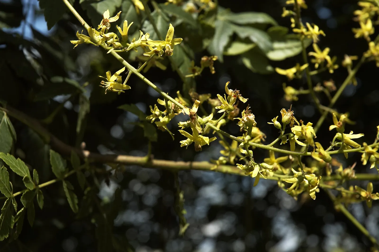 Goldenrain Tree (Koelreuteria Paniculata) — The Goldenrain Tree (Koelreuteria paniculata) is a visually striking