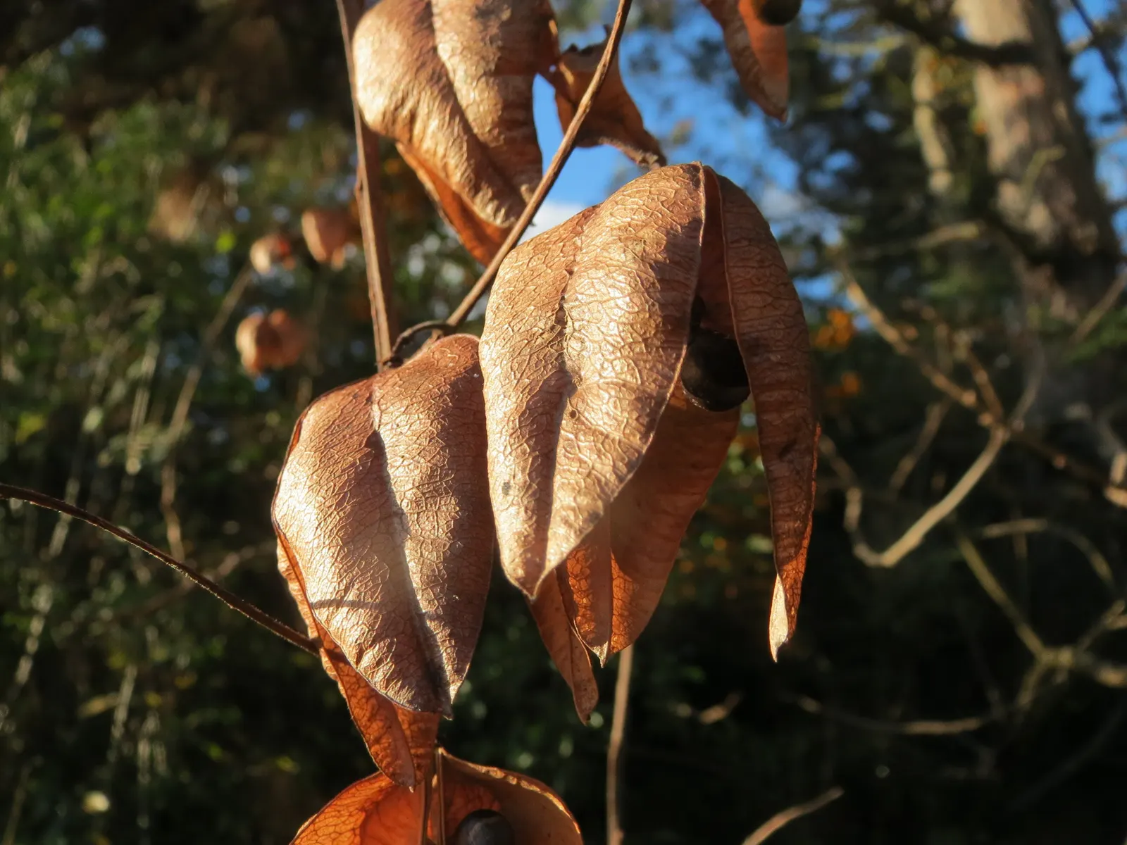 Goldenrain Tree (Koelreuteria Paniculata) — this specimen provides autumn spectacle with pinkish-red seed pods