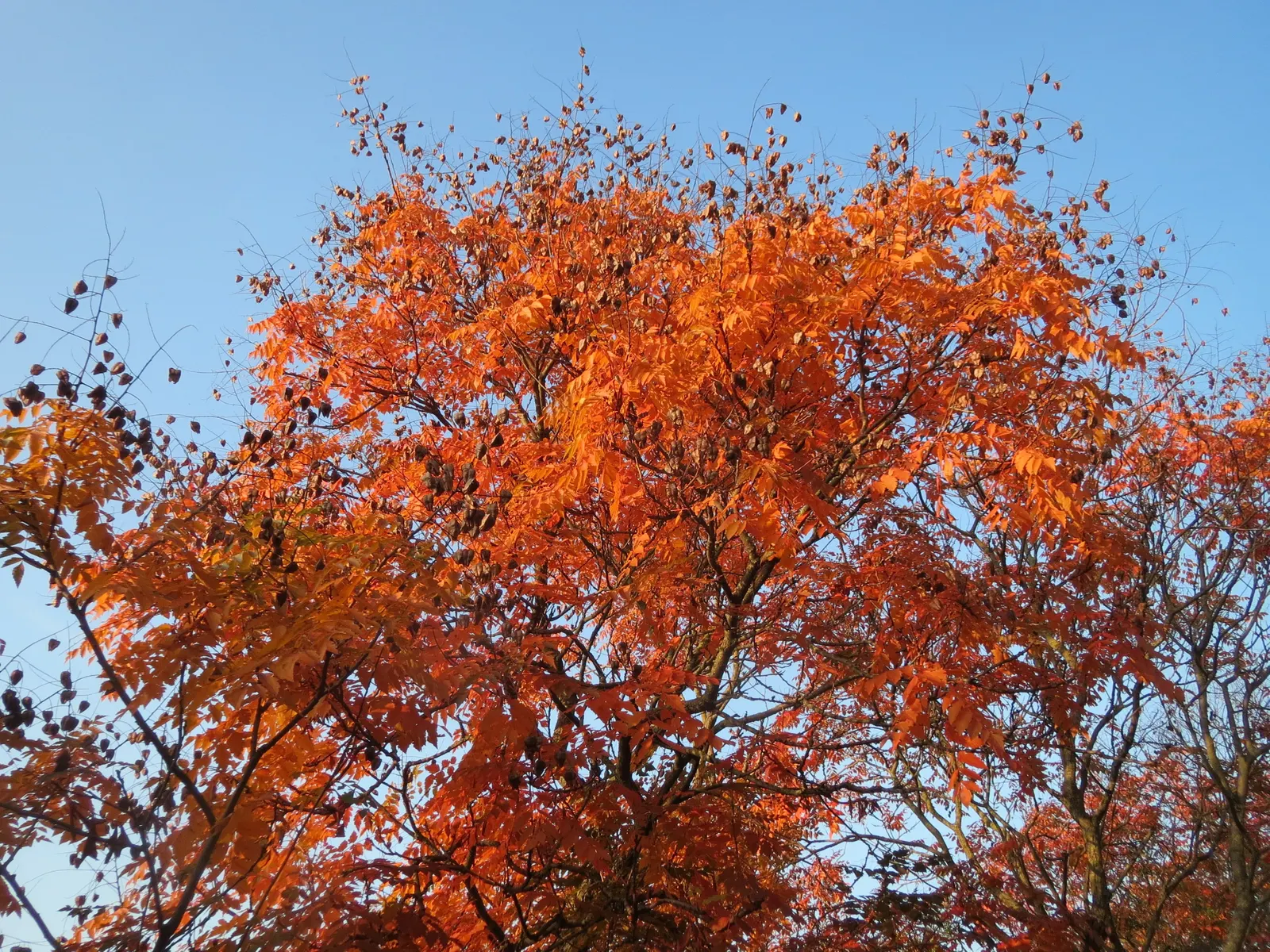 Goldenrain Tree (Koelreuteria Paniculata) — consider its moderate growth rate and potential for self-seeding