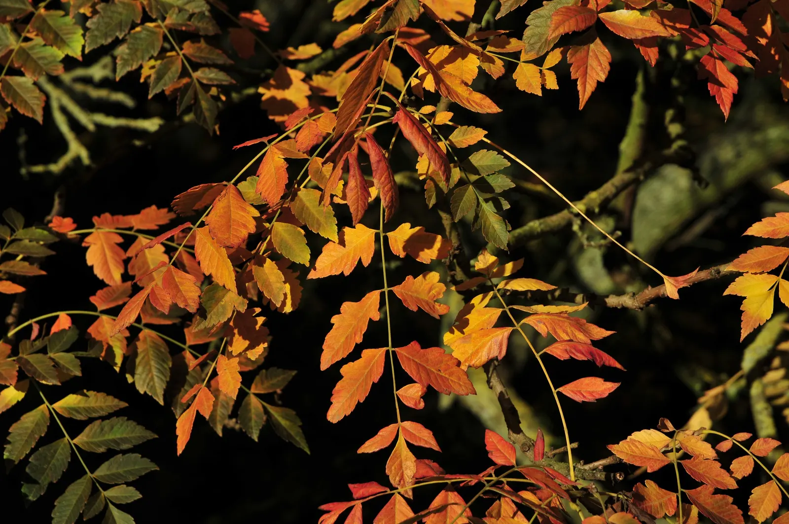 Goldenrain Tree (Koelreuteria Paniculata) — the Goldenrain Tree tolerates pollution and isn't highly selective with soil types
