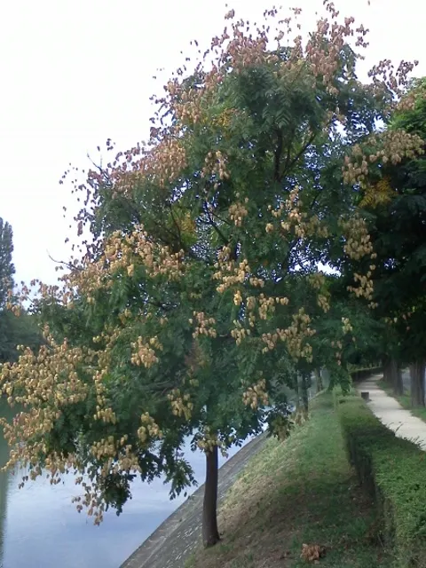 Goldenrain Tree (Koelreuteria Paniculata) — resembling a golden rain - hence the tree's common name