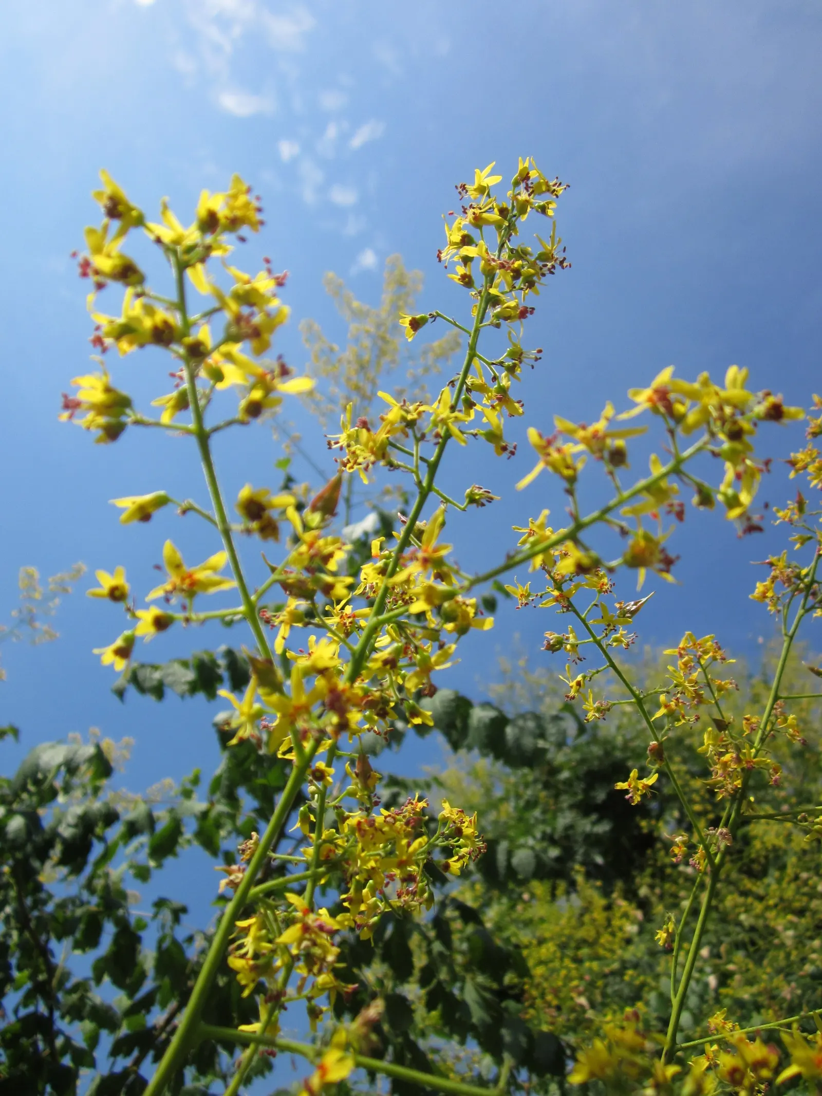 Goldenrain Tree (Koelreuteria Paniculata) — Celebrated for its mid-summer blooms of vibrant yellow clusters
