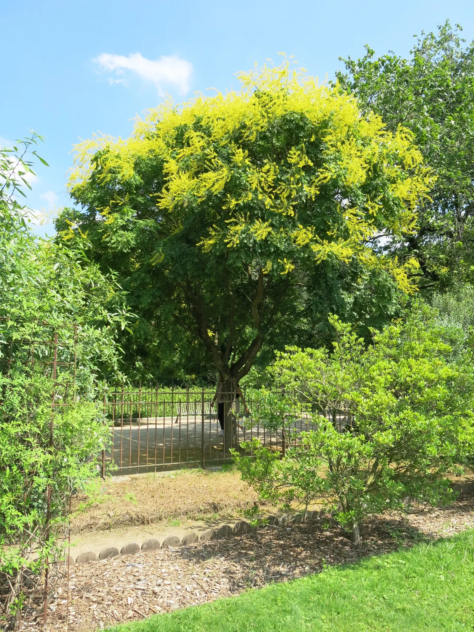 Goldenrain Tree (Koelreuteria Paniculata) — It thrives in full sun, adapts to various soils, and boasts moderate drought tolerance