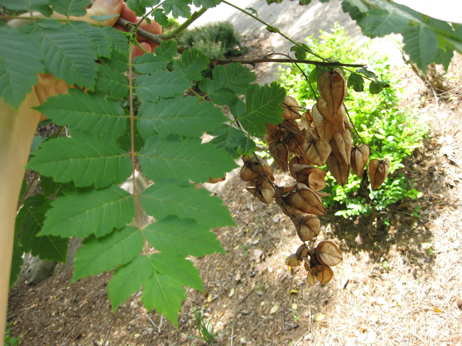 Goldenrain Tree (Koelreuteria Paniculata) — yellow flowers up to 12 to 15 inches long adorn the canopy; regular pruning may be necessary to, image 58