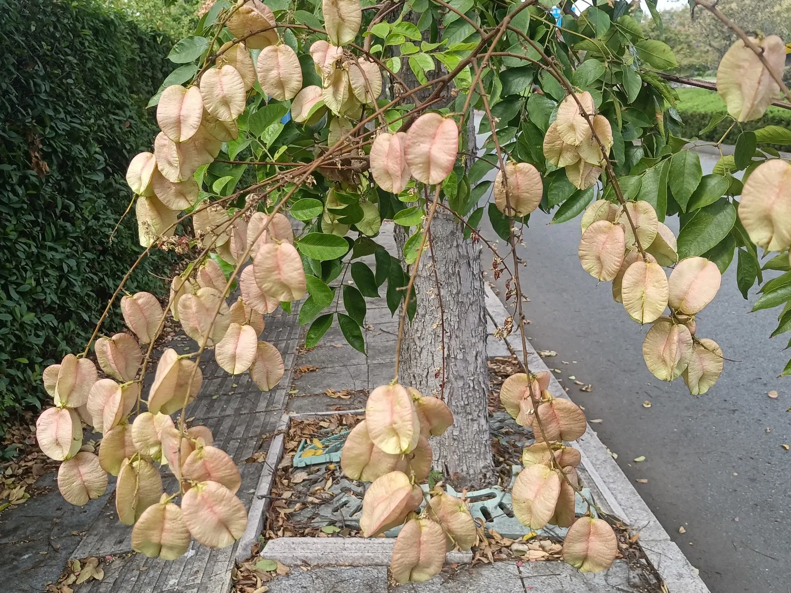 Goldenrain Tree (Koelreuteria Paniculata) — turning from green to pinkish-purple in autumn