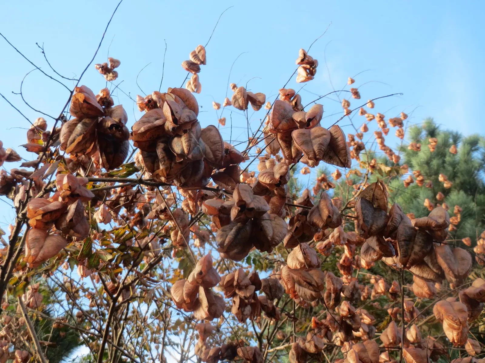 Goldenrain Tree (Koelreuteria Paniculata) — it's a captivating choice for bold visual interest in temperate landscapes; celebrated for its mid-summer blooms of