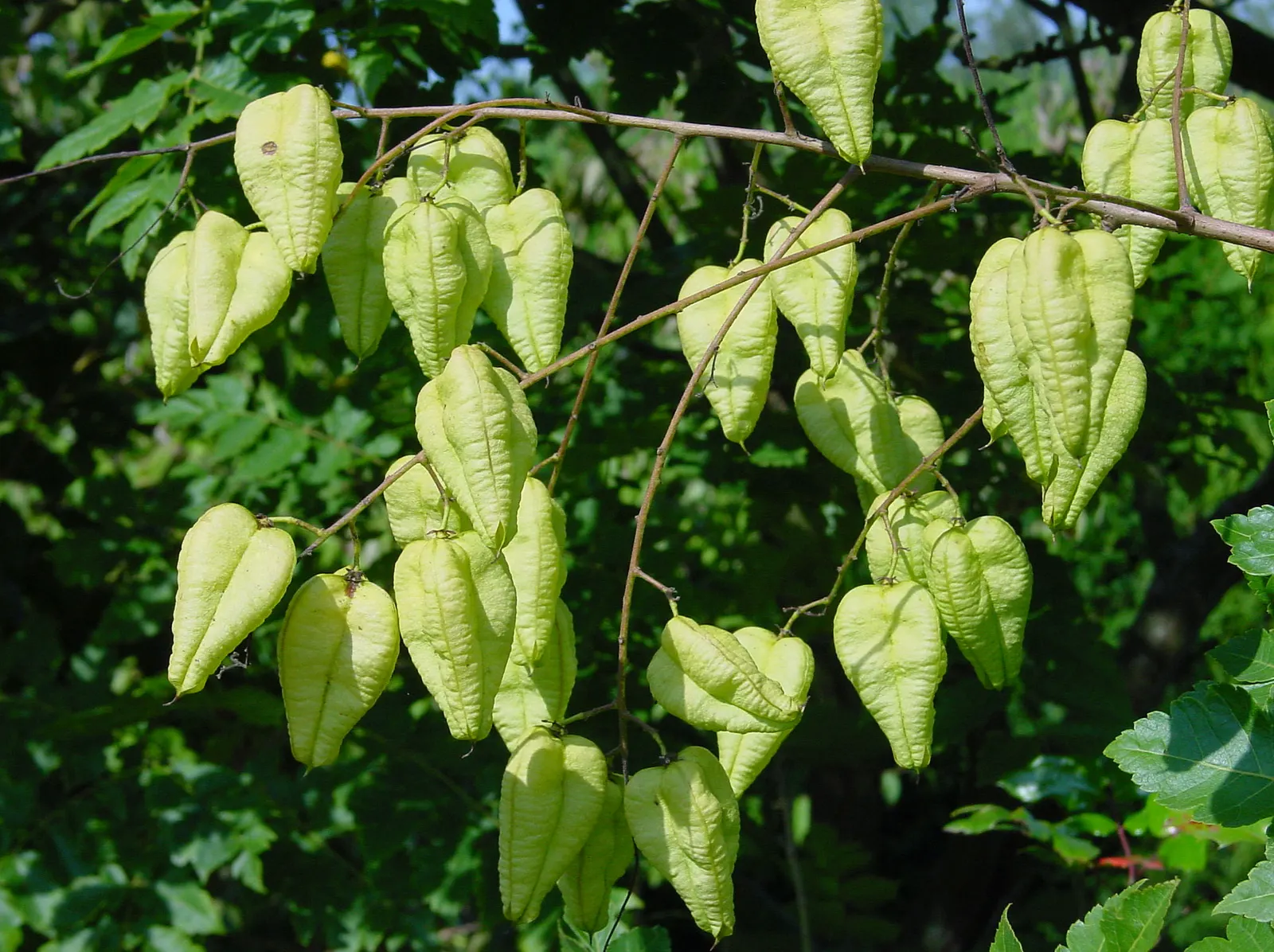 Goldenrain Tree (Koelreuteria Paniculata) — celebrated for both its vibrant display of yellow flowers and its decorative