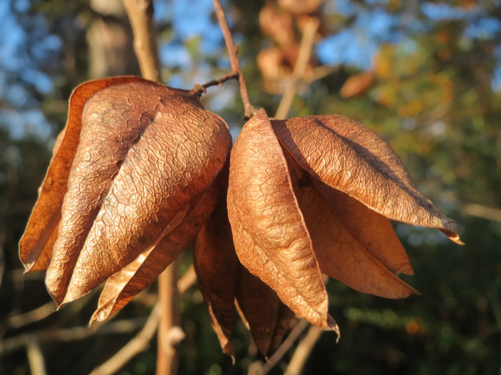 Goldenrain Tree (Koelreuteria Paniculata) — yellow flowers in the garden