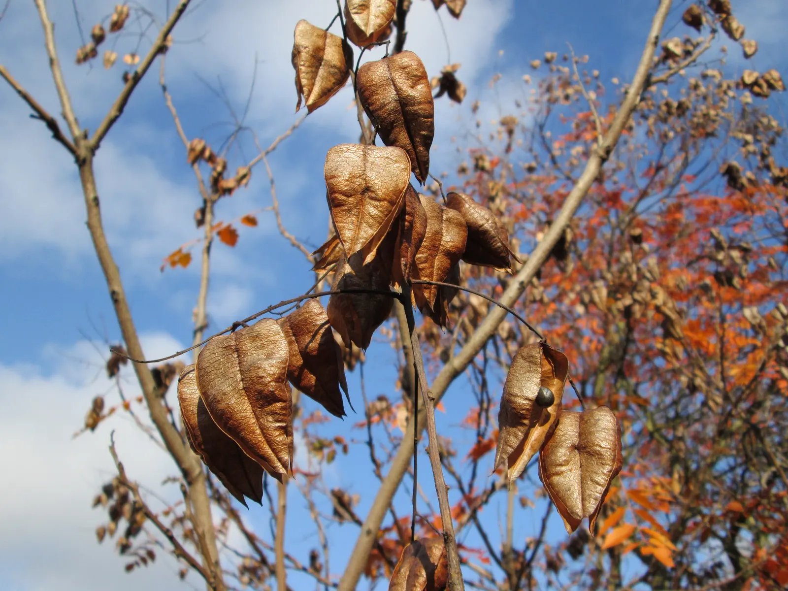 Goldenrain Tree (Koelreuteria Paniculata) — tree with yellow blooms