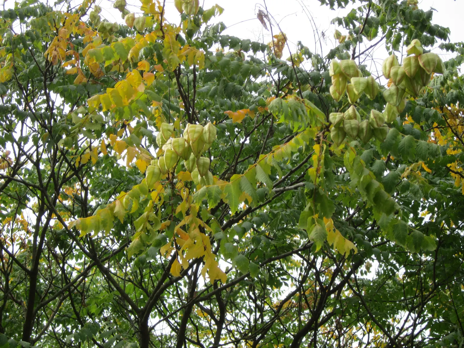 Goldenrain Tree (Koelreuteria Paniculata) — creating a rounded or vase-like canopy that casts a dappled shade; the Goldenrain Tree (Koelreuteria, image 56