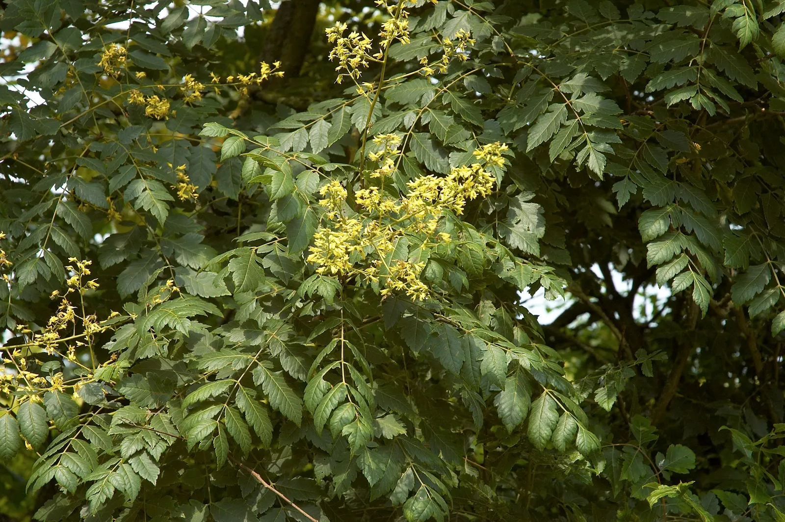 Goldenrain Tree (Koelreuteria Paniculata) — It reaches a mature height of approximately 30 to 40 feet with a spread of 30 to 35 feet