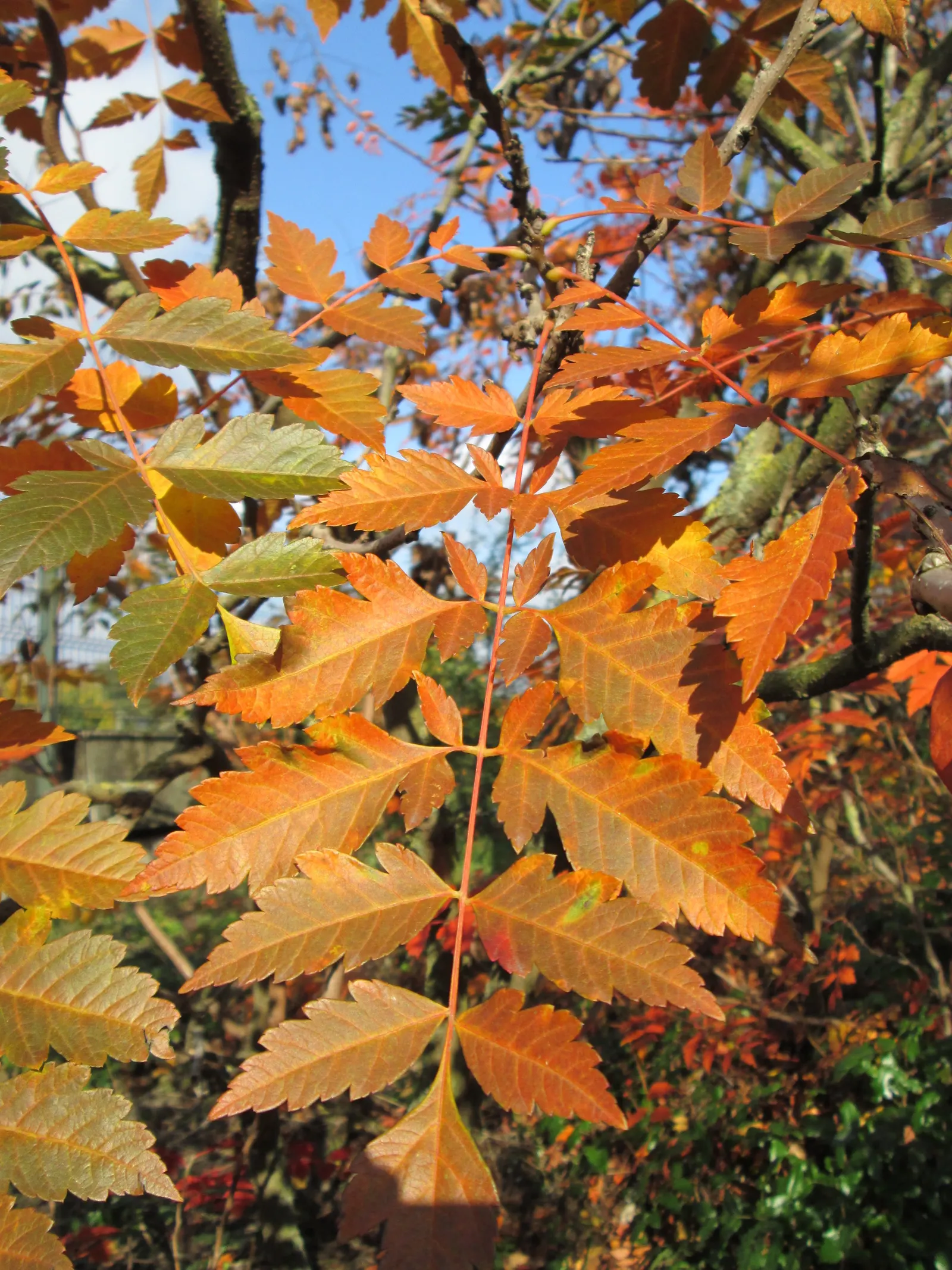 Goldenrain Tree (Koelreuteria Paniculata) — This species is hardy in USDA Zones 5 through 9; the flowers give way to papery fruit capsules, image 57