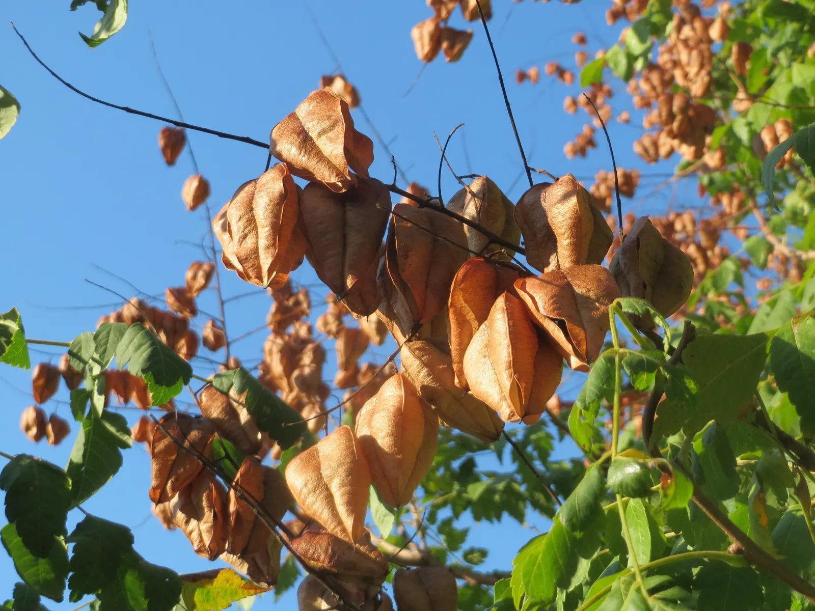 Goldenrain Tree (Koelreuteria Paniculata) — A single specimen makes an enchanting focal point; making it an excellent choice for city, image 68