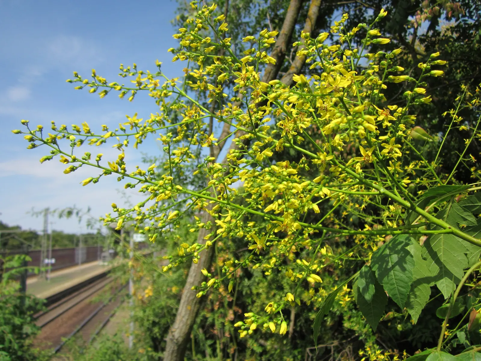Goldenrain Tree (Koelreuteria Paniculata) — It reaches a mature height of approximately 30 to 40 feet with a spread of 30 to 35 feet; yellow flowers in the