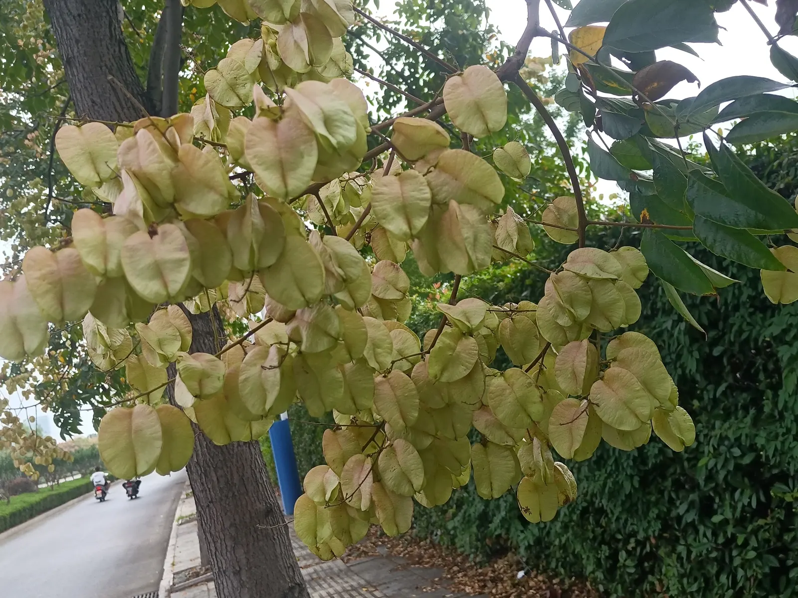 Goldenrain Tree (Koelreuteria Paniculata) — While adaptable to various pH levels, it prefers a slightly acidic to neutral ground