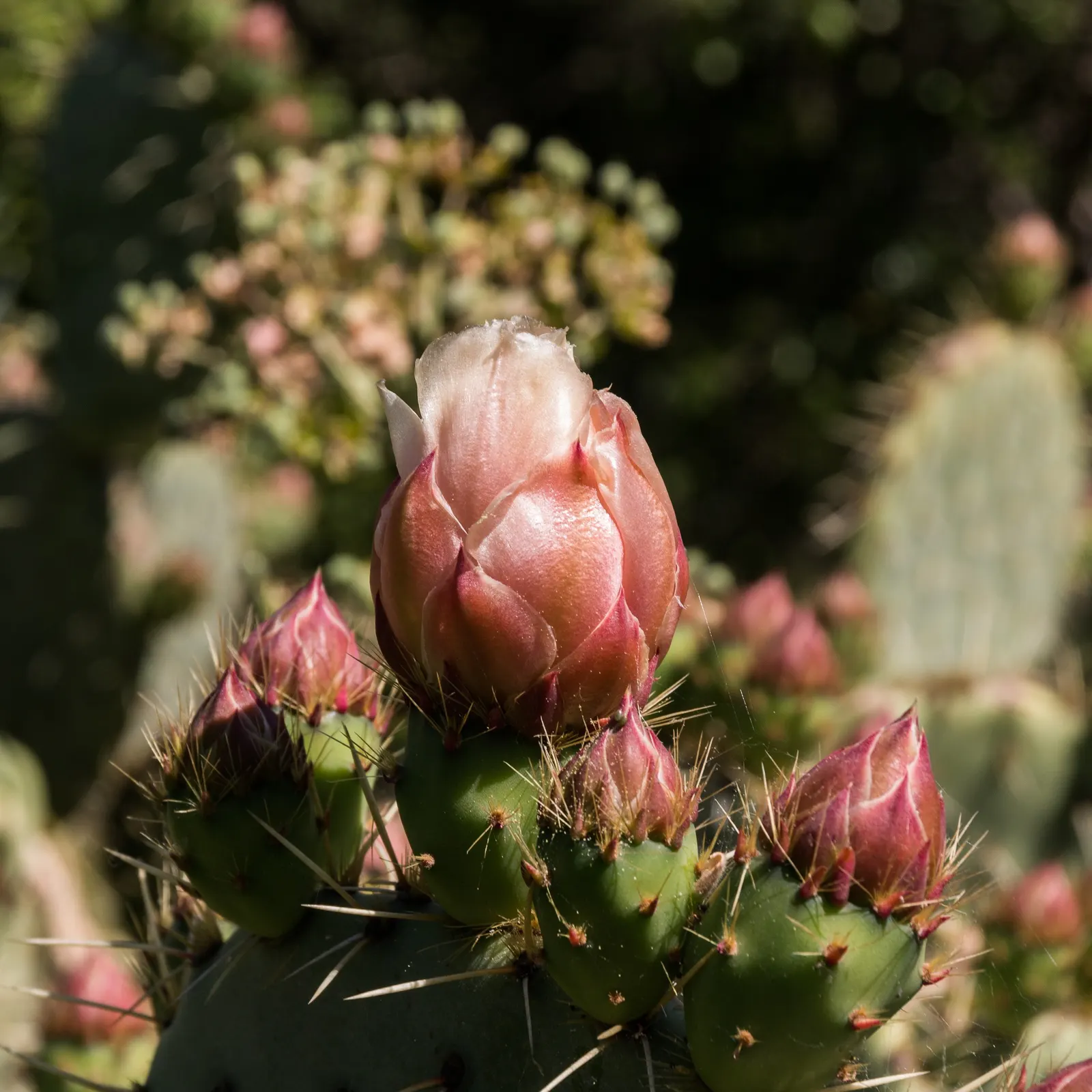 Engelmann's Prickly Pear (Opuntia Engelmannii) — it can reach a height and width between 2 to 5 feet; engelmann's Prickly Pear (Opuntia, image 70