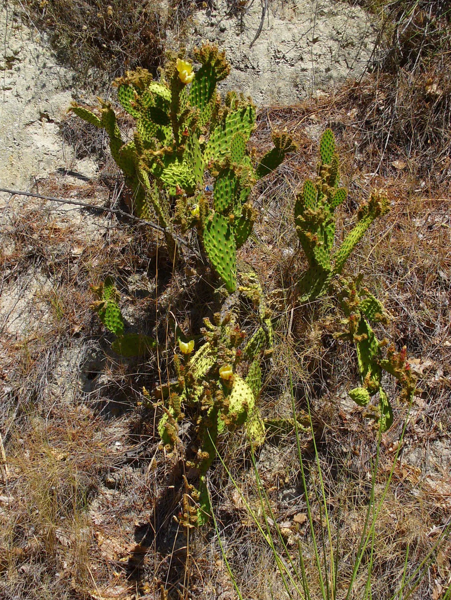 Engelmann's Prickly Pear (Opuntia Engelmannii) — This species thrives in USDA zones 8 through 11; paddle-shaped segments called cladodes