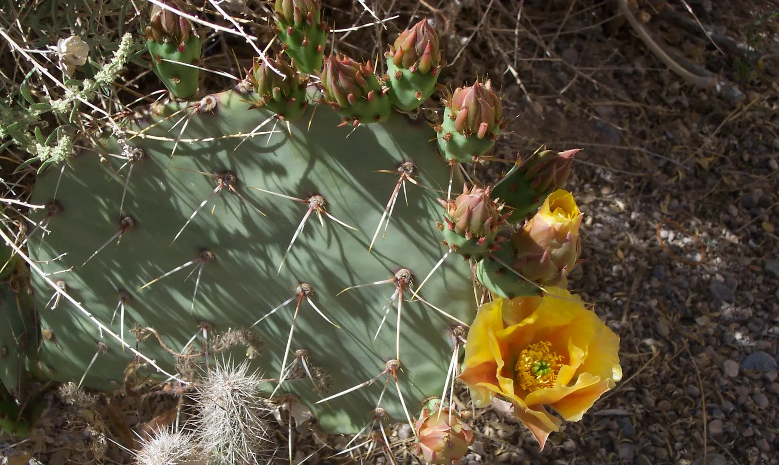 Engelmann's Prickly Pear (Opuntia Engelmannii) — paddle-shaped segments called cladodes; its low maintenance nature and drought tolerance make it a, image 67