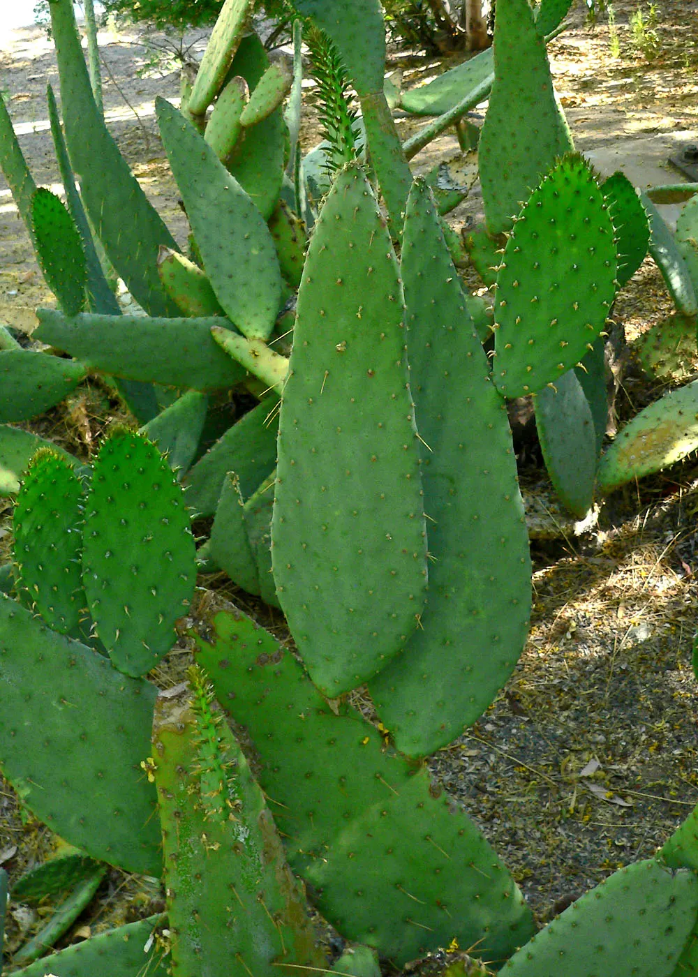 Engelmann's Prickly Pear (Opuntia Engelmannii) — fleshy pads up to 16 inches long