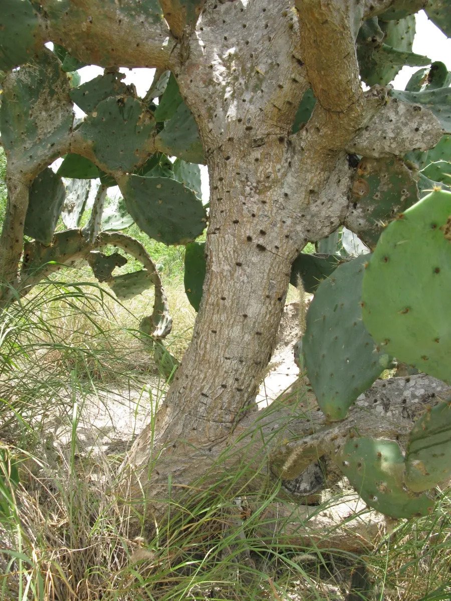 Engelmann's Prickly Pear (Opuntia Engelmannii) — ensure to space them adequately; fleshy pads up to 16 inches long, image 74
