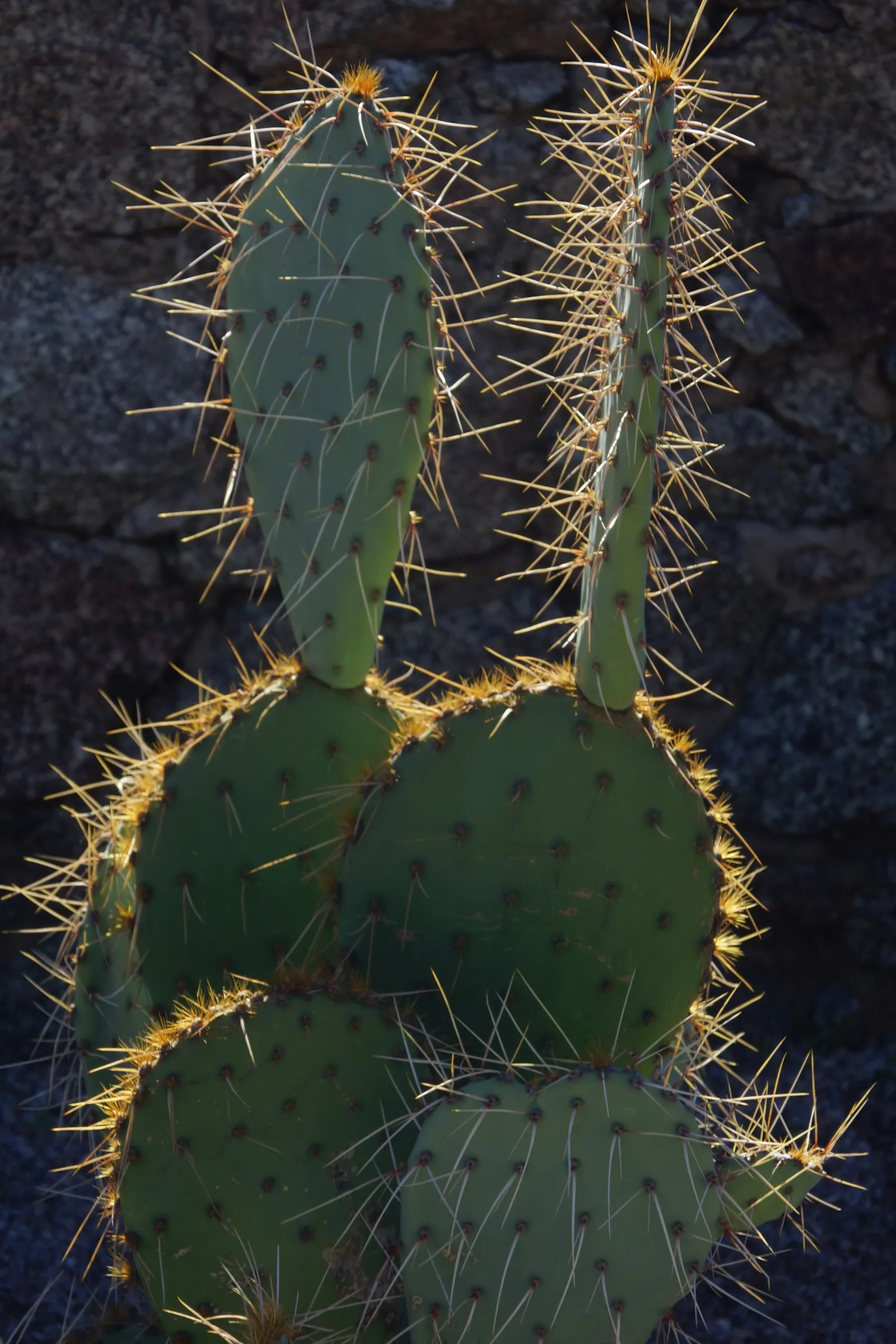 Engelmann's Prickly Pear (Opuntia Engelmannii) — fleshy pads up to 16 inches long; preferring full sun exposure with well-draining soils, image 83